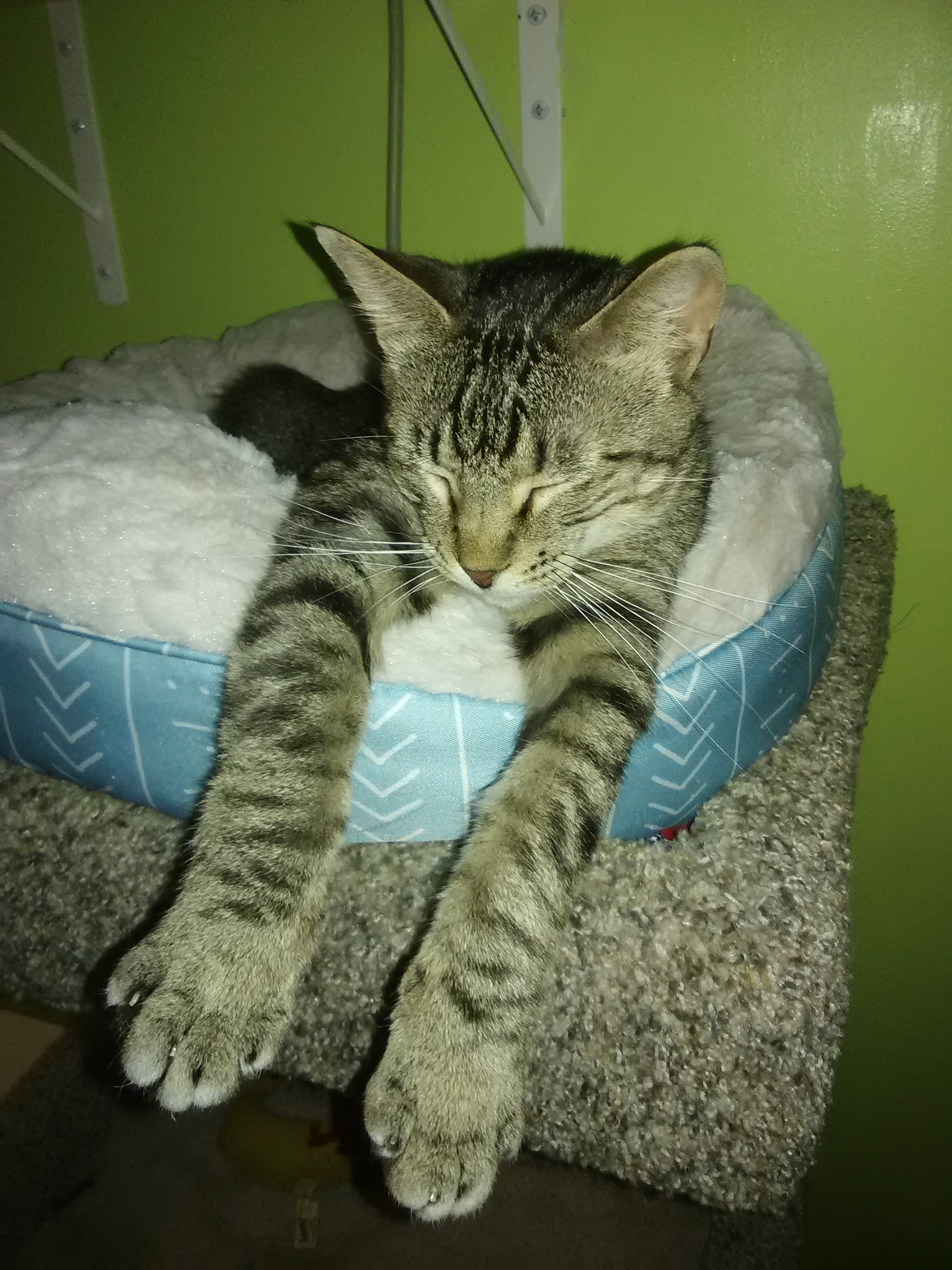 Enlarge Doja, a Adopted Domestic Short Hair in Coon Rapids, MN image 2/6