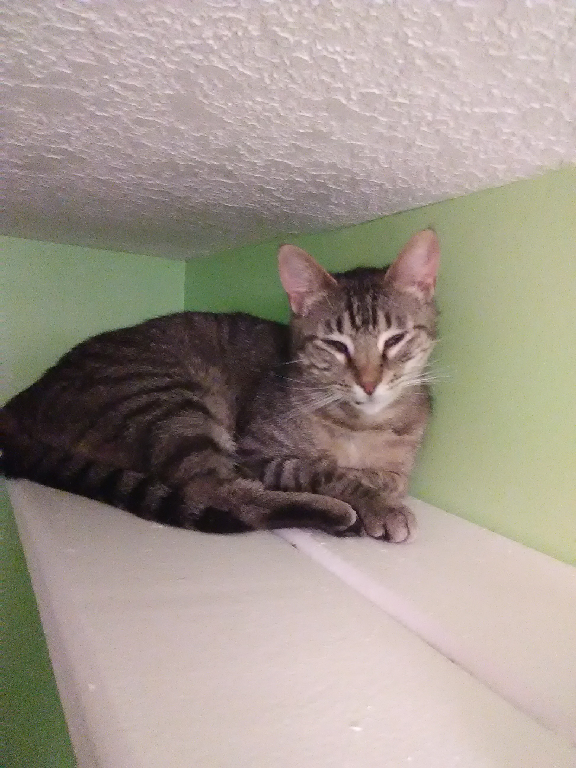 Enlarge Doja, a Adopted Domestic Short Hair in Coon Rapids, MN image 3/6