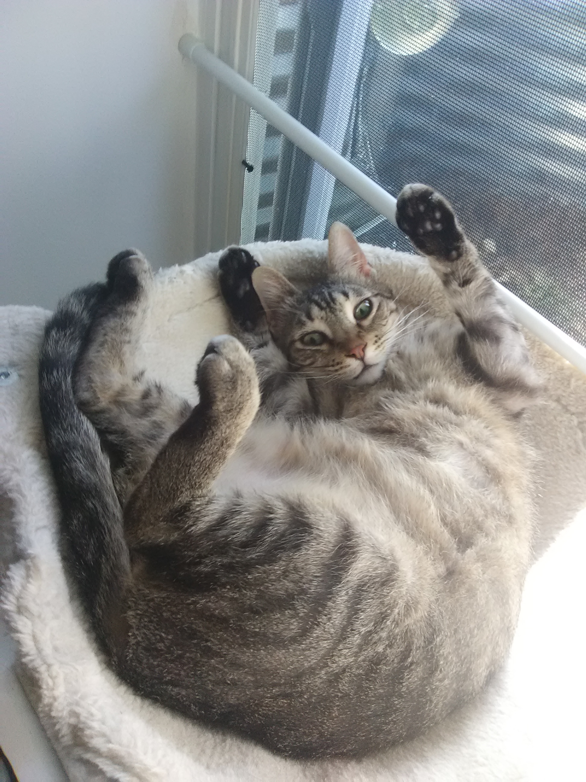 Enlarge Doja, a Adopted Domestic Short Hair in Coon Rapids, MN image 4/6