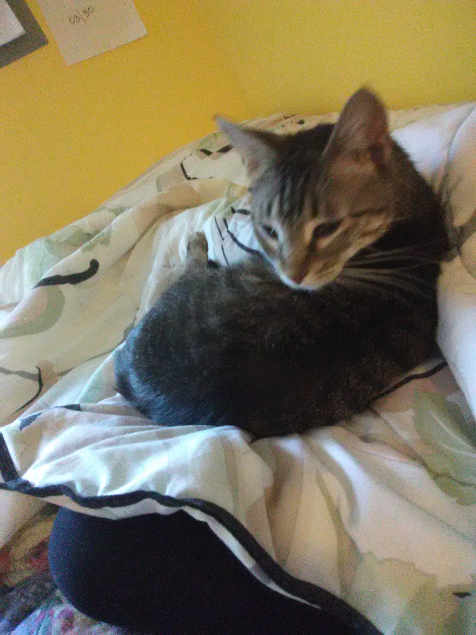 Enlarge Doja, a Adopted Domestic Short Hair in Coon Rapids, MN image 5/6