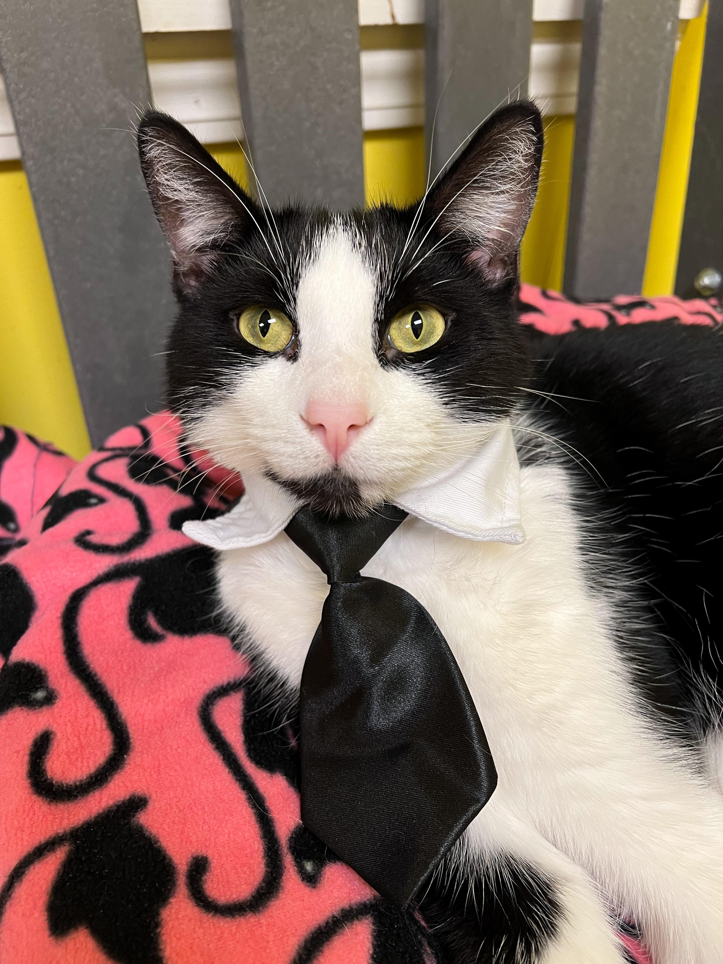George, Adult Male Domestic Short Hair