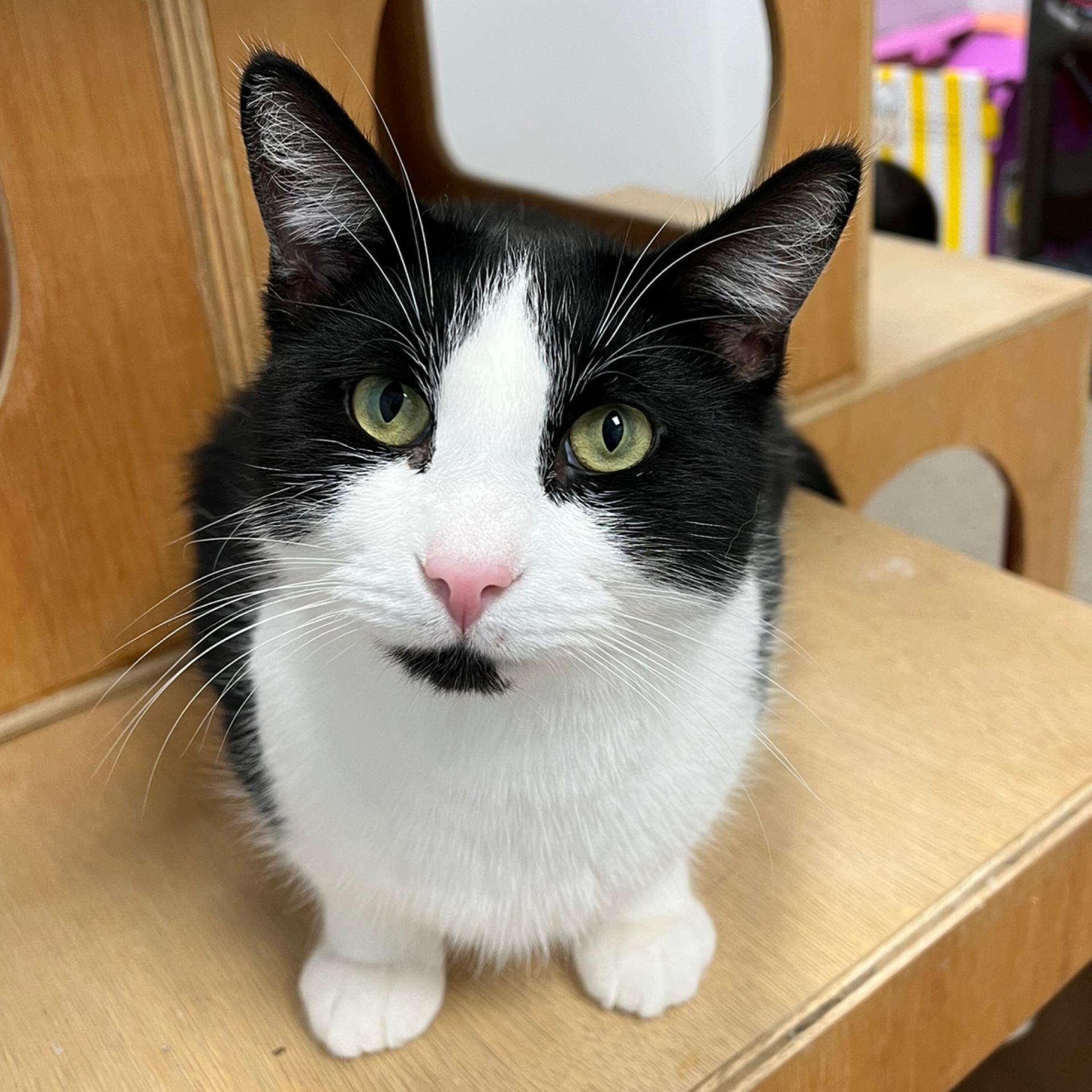 George, Adoptable, Adult Male Domestic Short Hair.