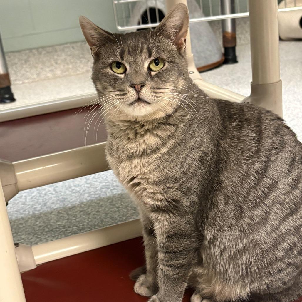 Baklava, Adoptable, Adult Male Domestic Short Hair.