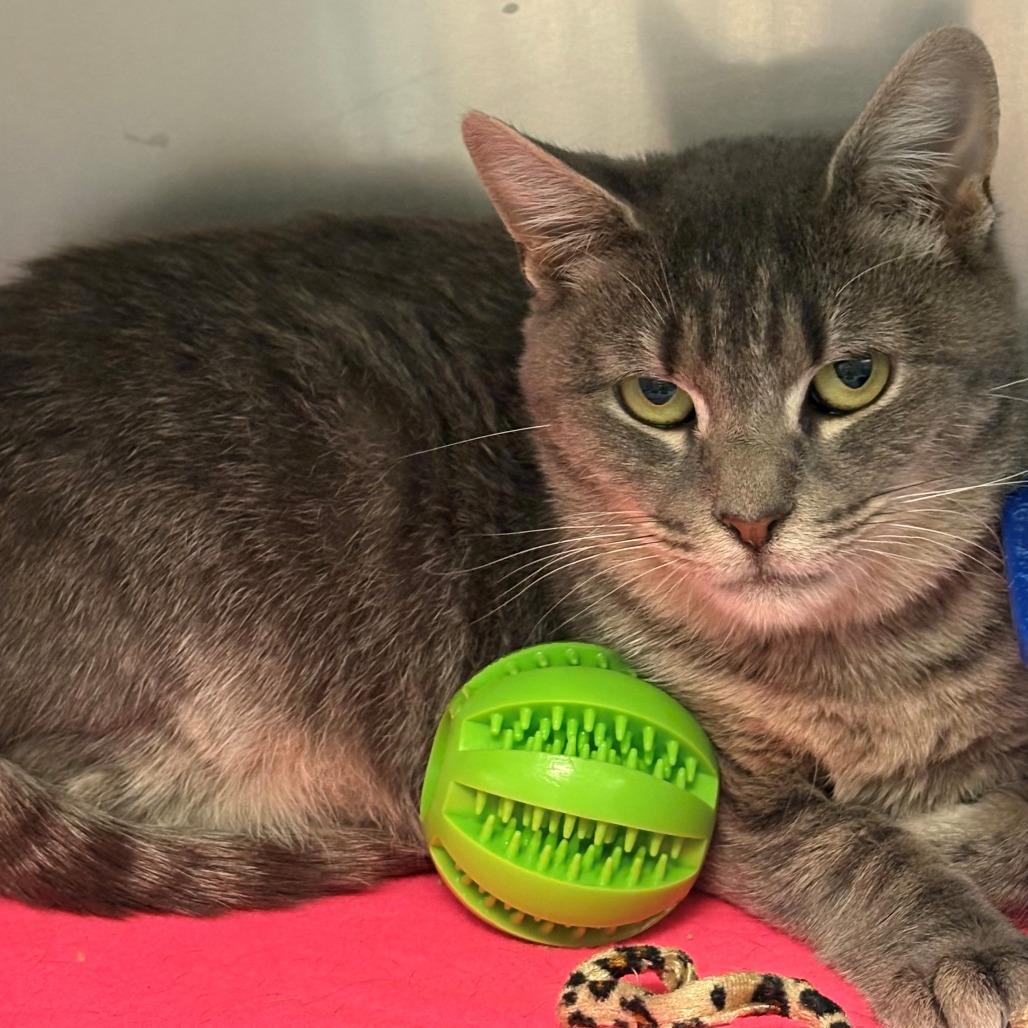 Baklava, Adoptable, Adult Male Domestic Short Hair.