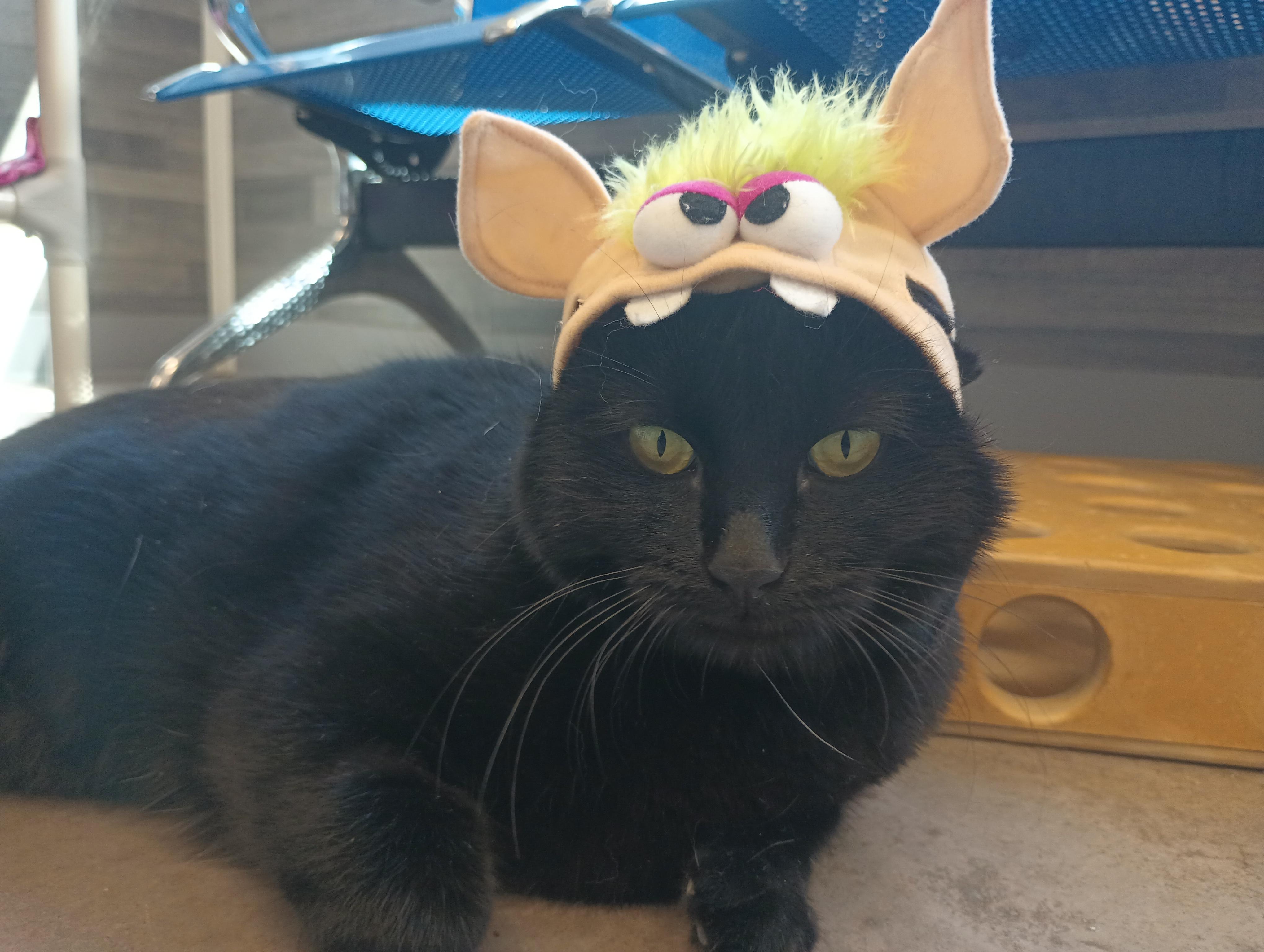 Gracie, an adoptable Domestic Short Hair in Buena Vista, CO, 81211 | Photo Image 1