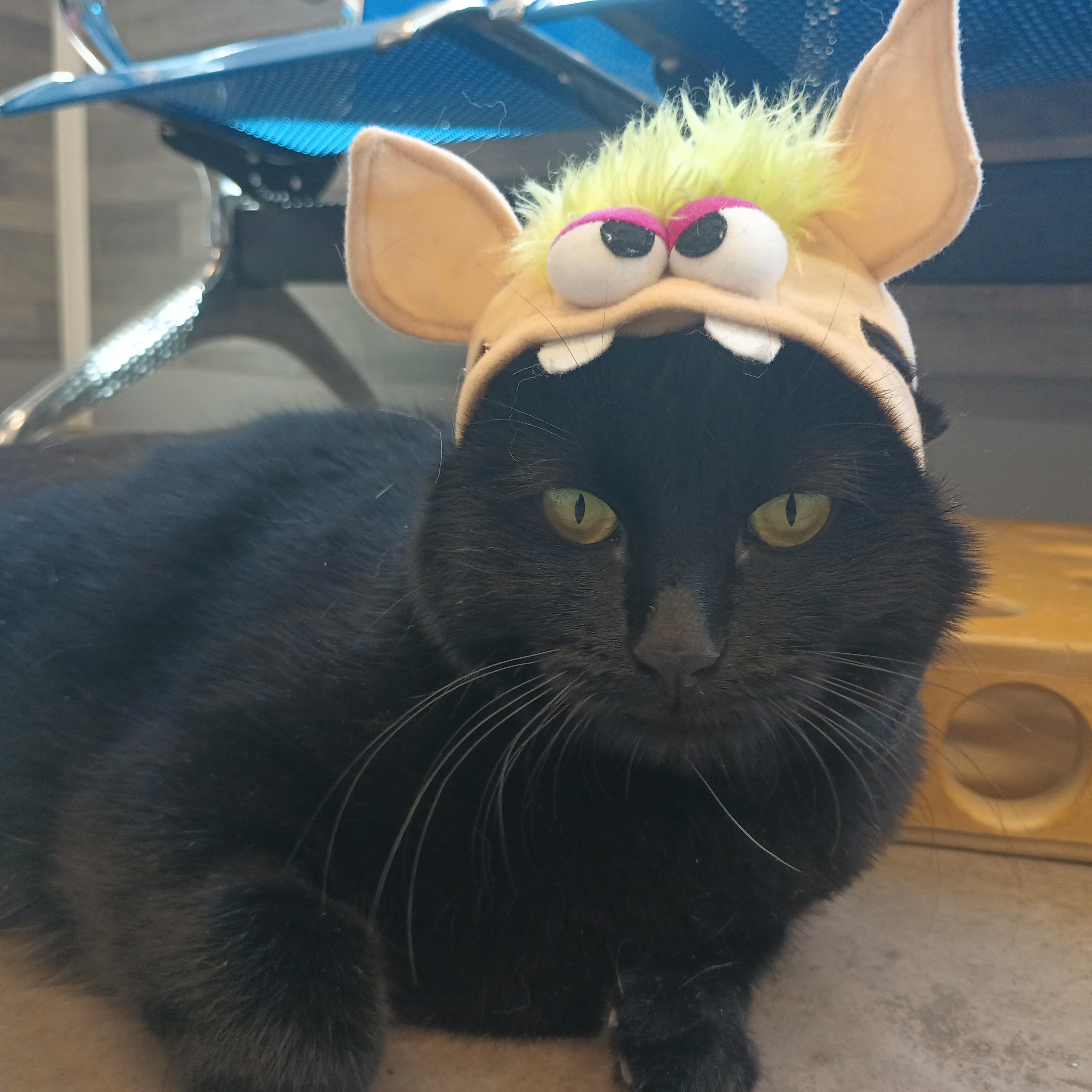 Gracie, a Adoptable Domestic Short Hair in Buena Vista, CO image 2/4