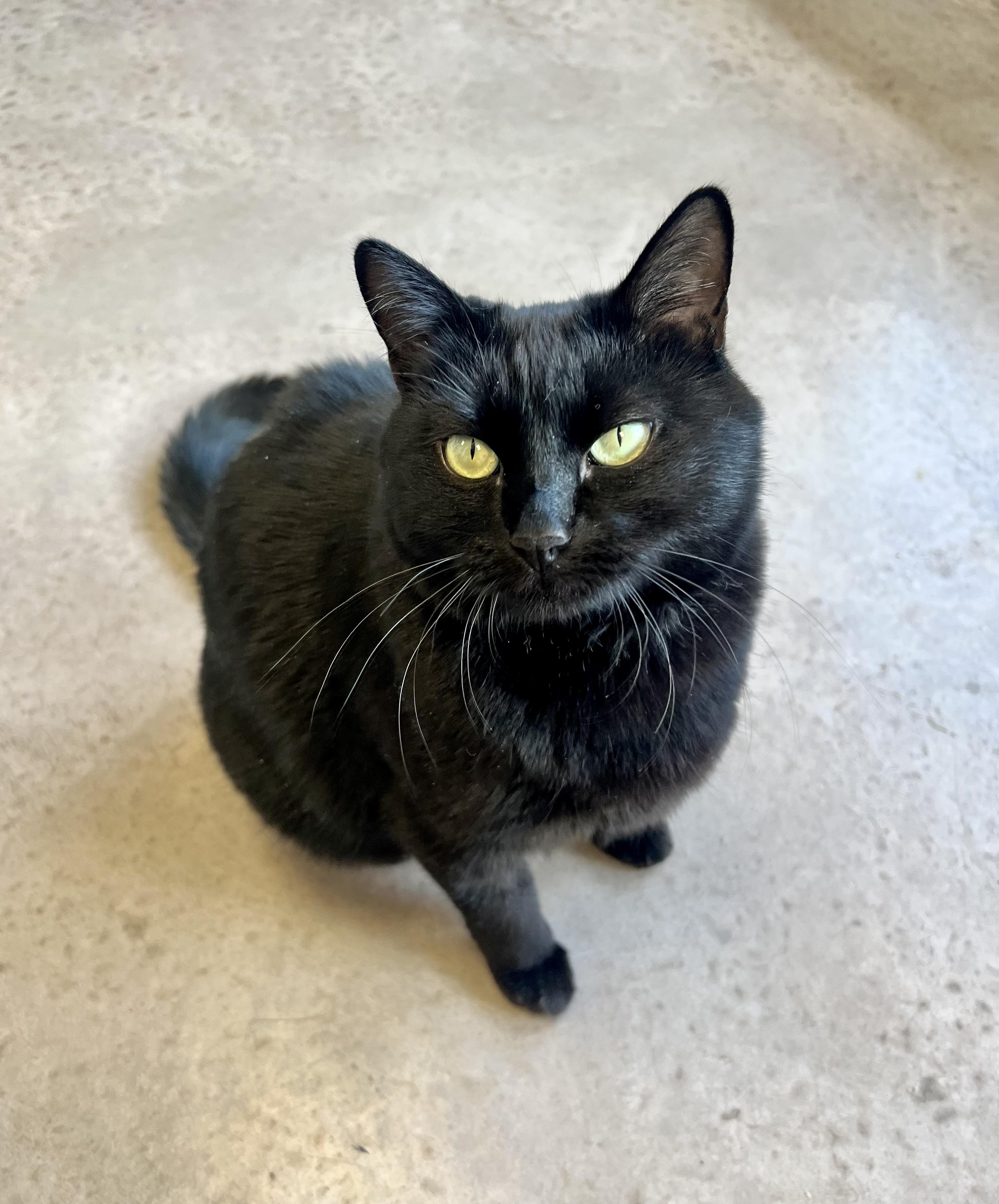 Gracie, a Adoptable Domestic Short Hair in Buena Vista, CO image 4/4