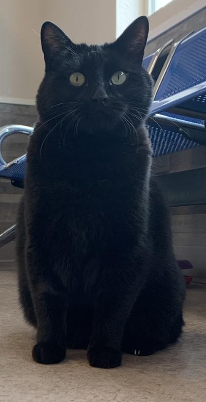 Gracie