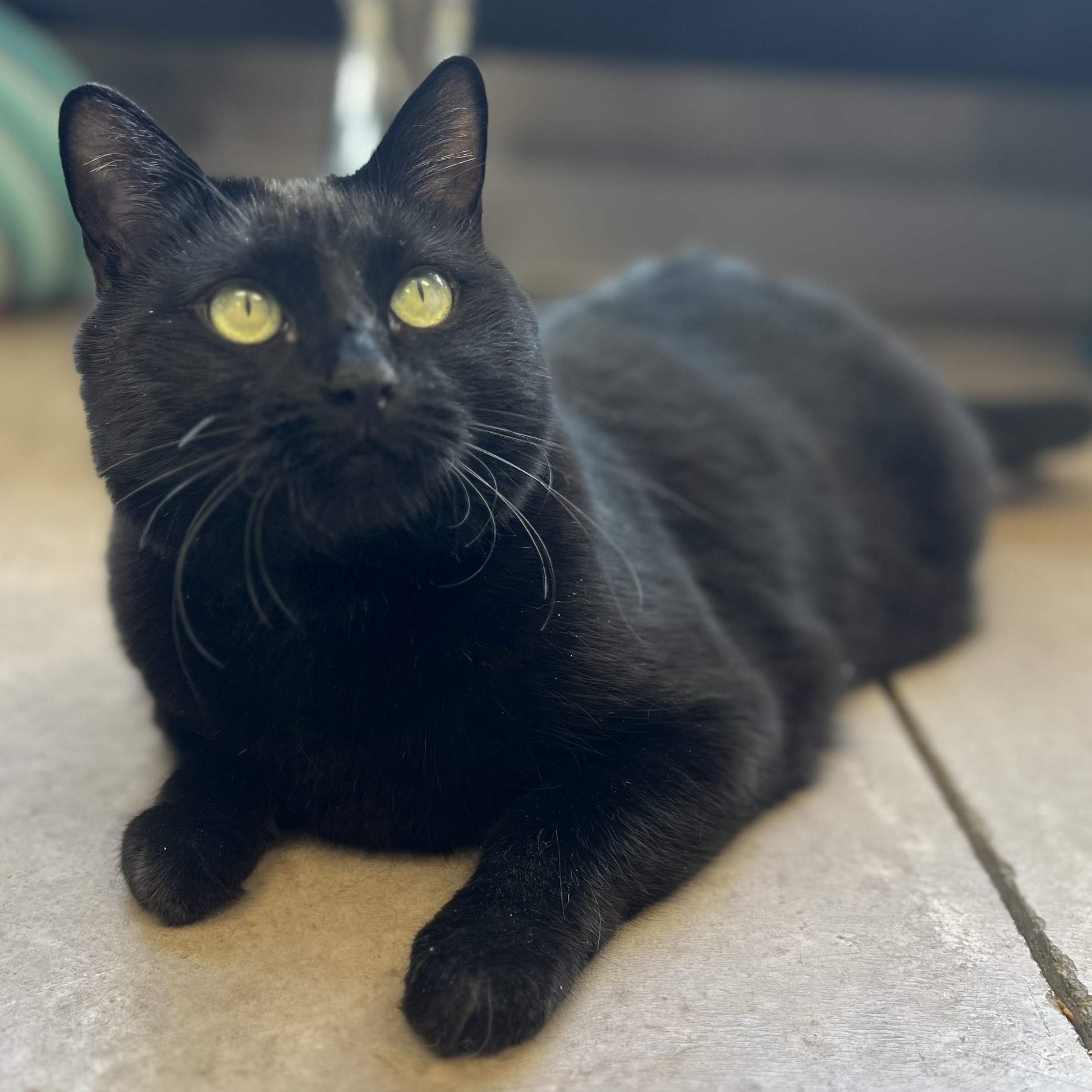 Gracie, Adoptable, Adult Female Domestic Short Hair.