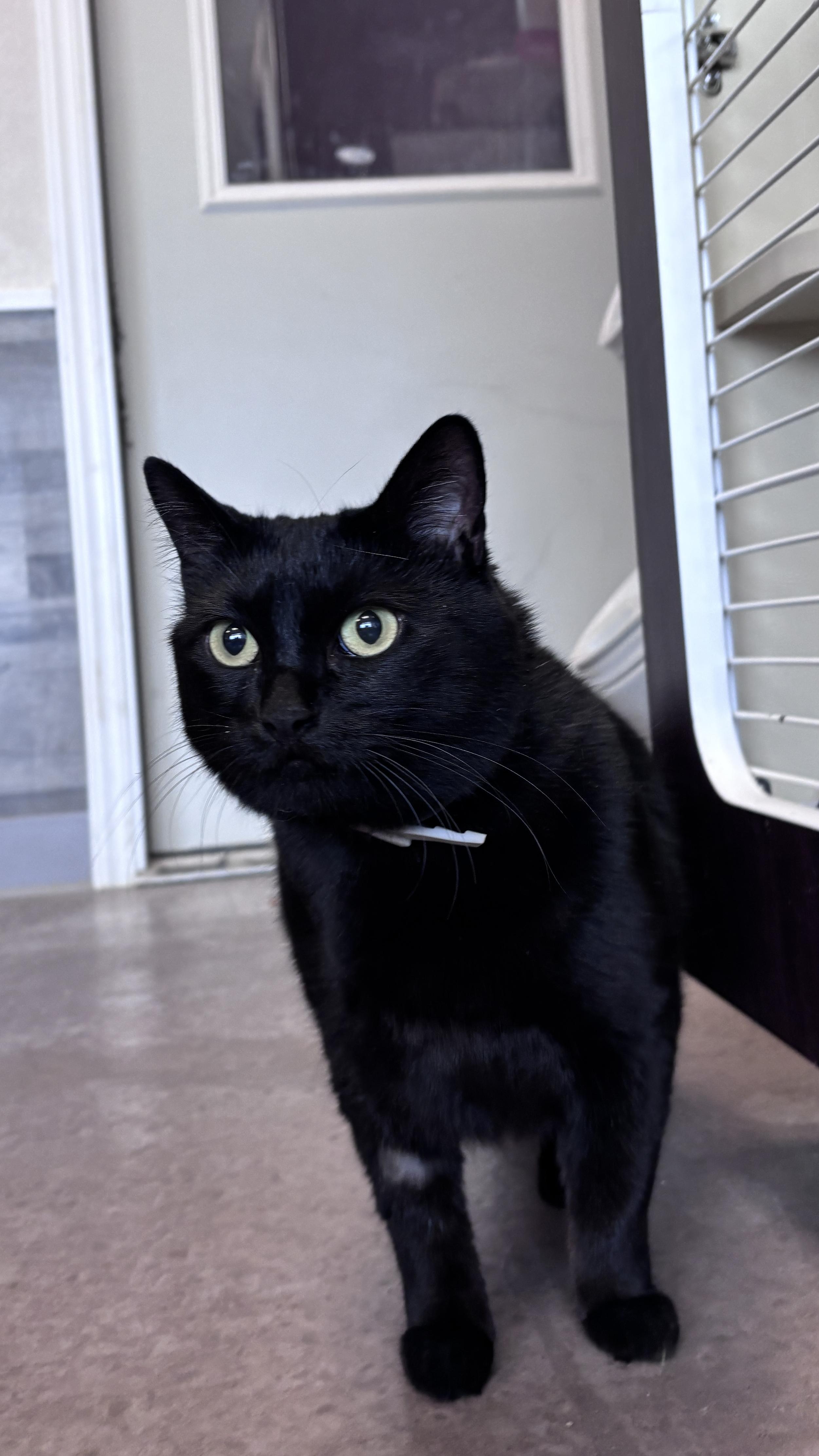 Gracie, a Adoptable Domestic Short Hair in Buena Vista, CO image 3/4