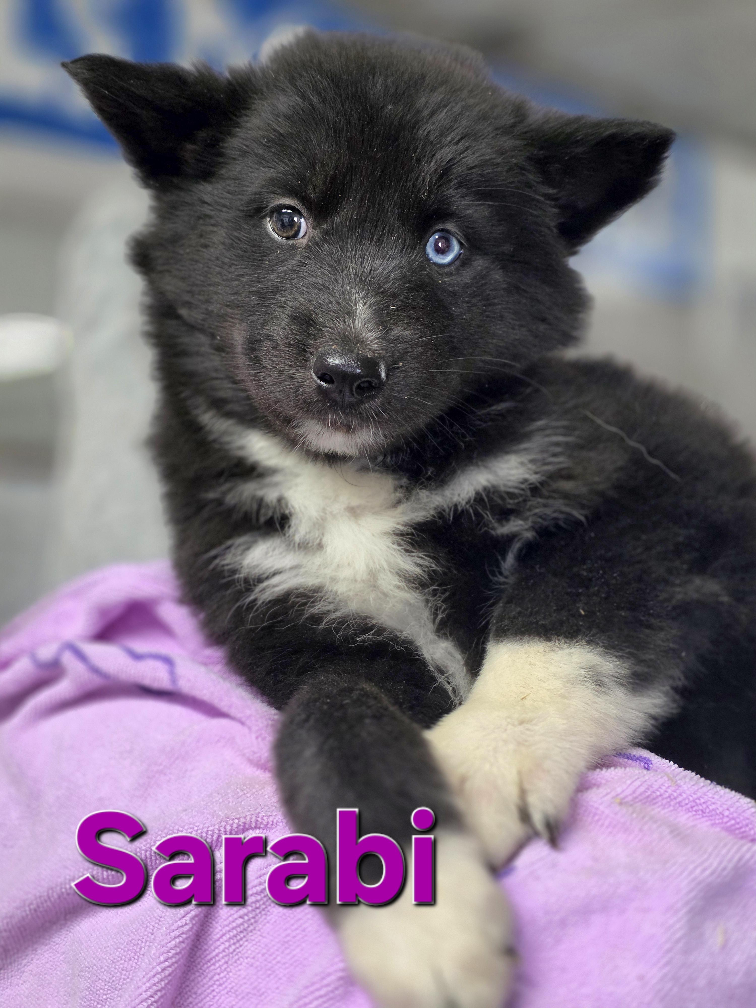 Enlarge Sarabi, an adopted mixed breed in Walthill, NE image 1/1