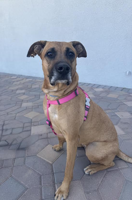 Shaxy, a Adoptable mixed breed in Las Vegas, NV image 2/4