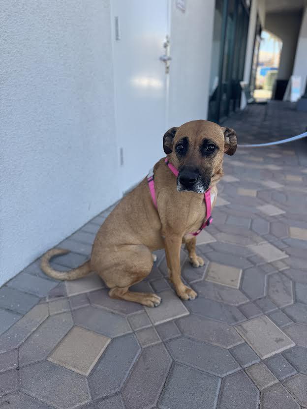 Shaxy, a Adoptable mixed breed in Las Vegas, NV image 3/4