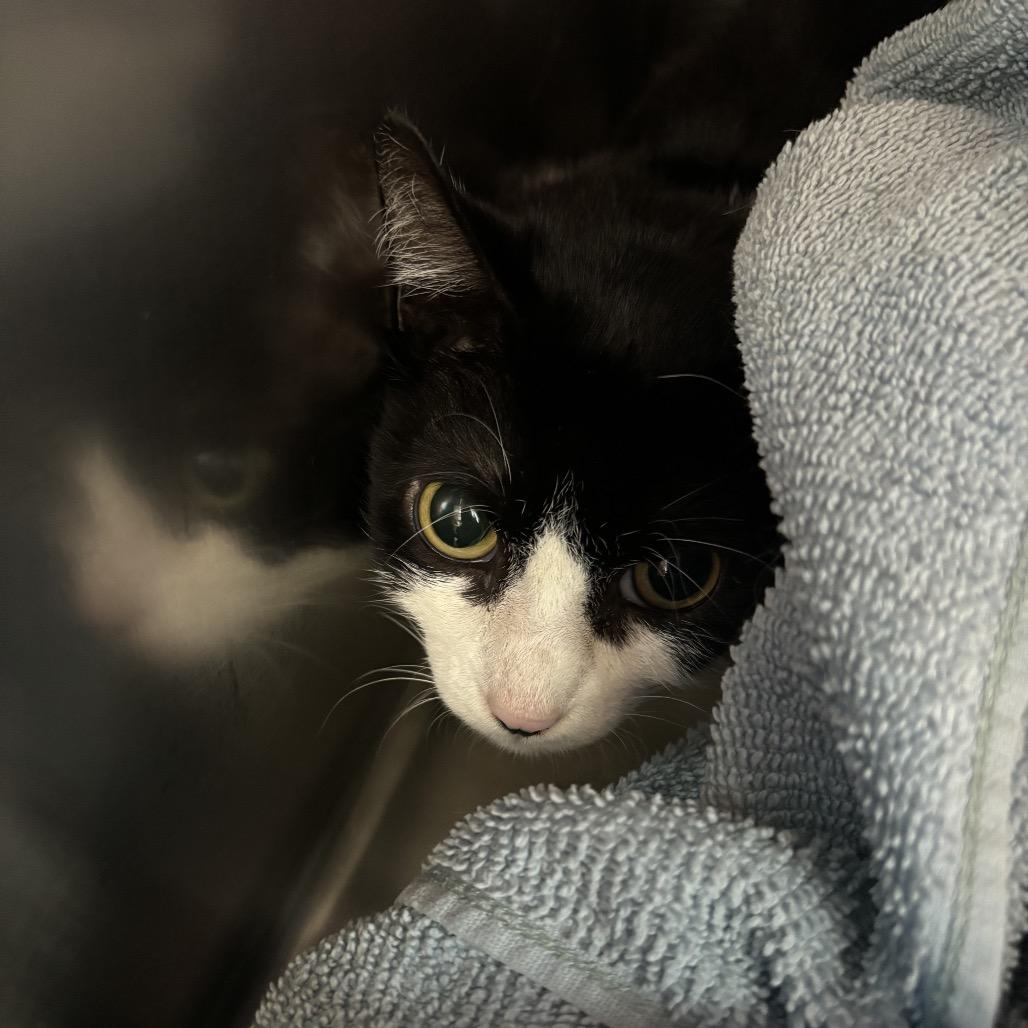 Enlarge Pat the Cat, a Adoptable Domestic Short Hair in Council Bluffs, IA image 1/1