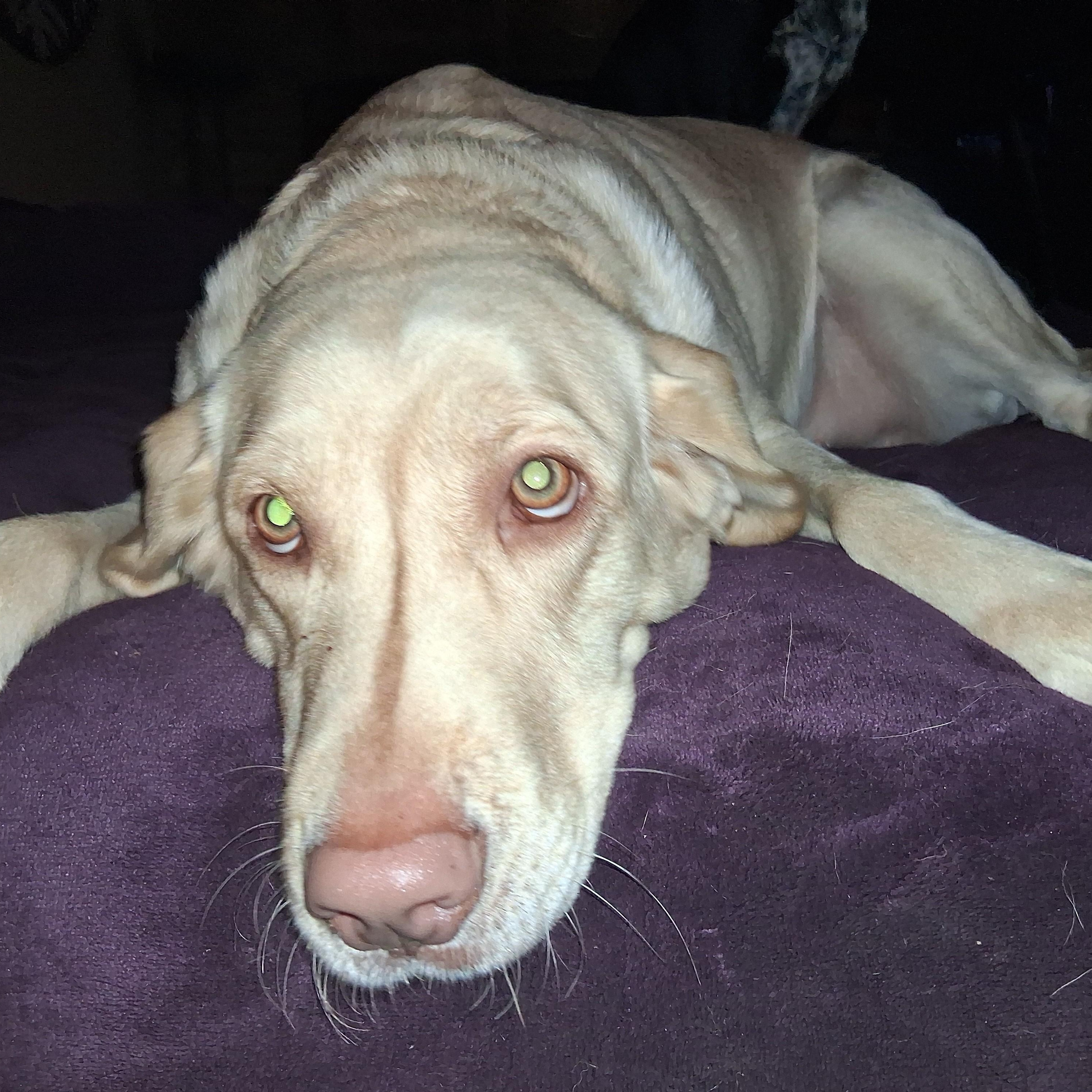 Enlarge Marlene, an adoptable Yellow Labrador Retriever in North Jackson, OH image 1/6