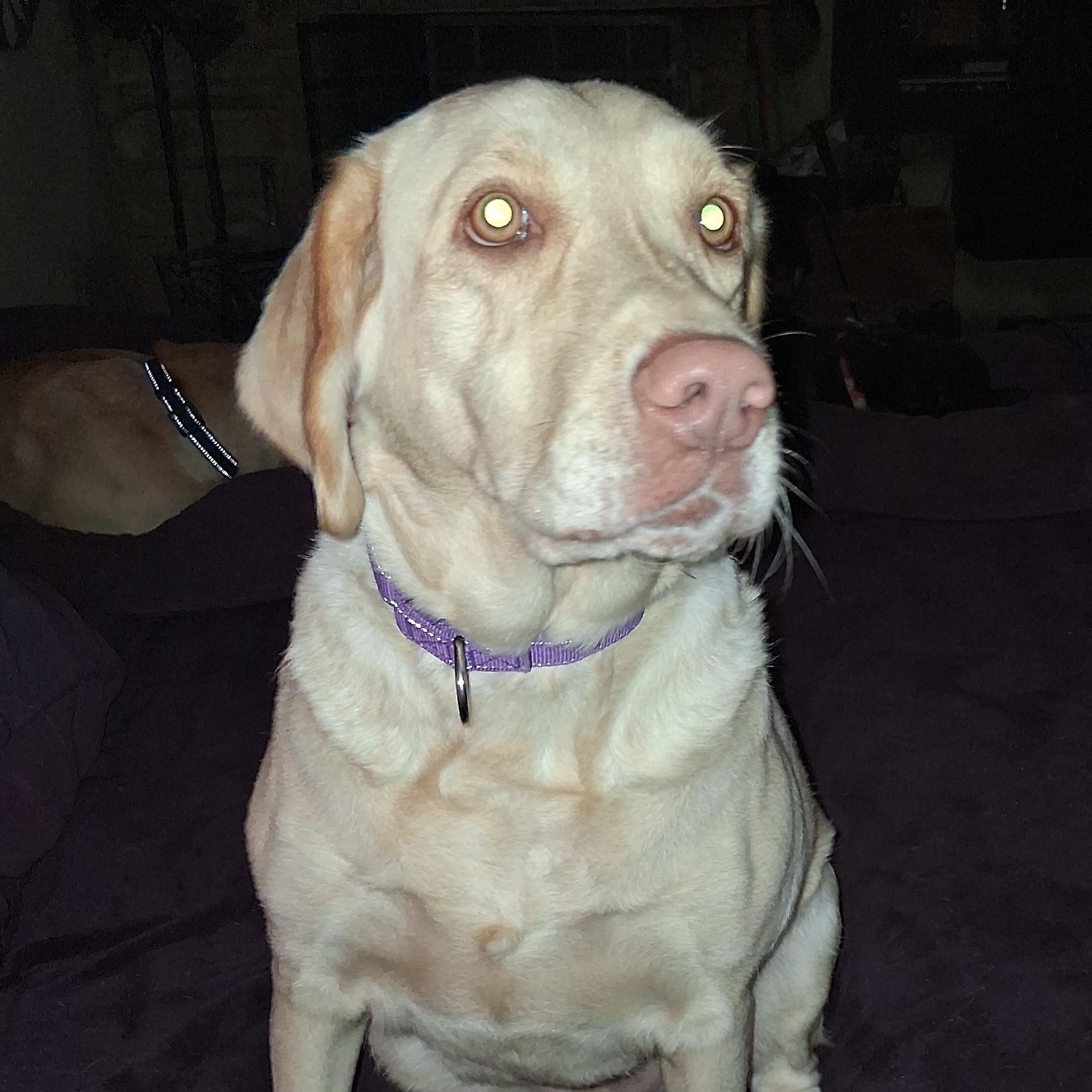 Enlarge Marlene, an adoptable Yellow Labrador Retriever in North Jackson, OH image 3/6