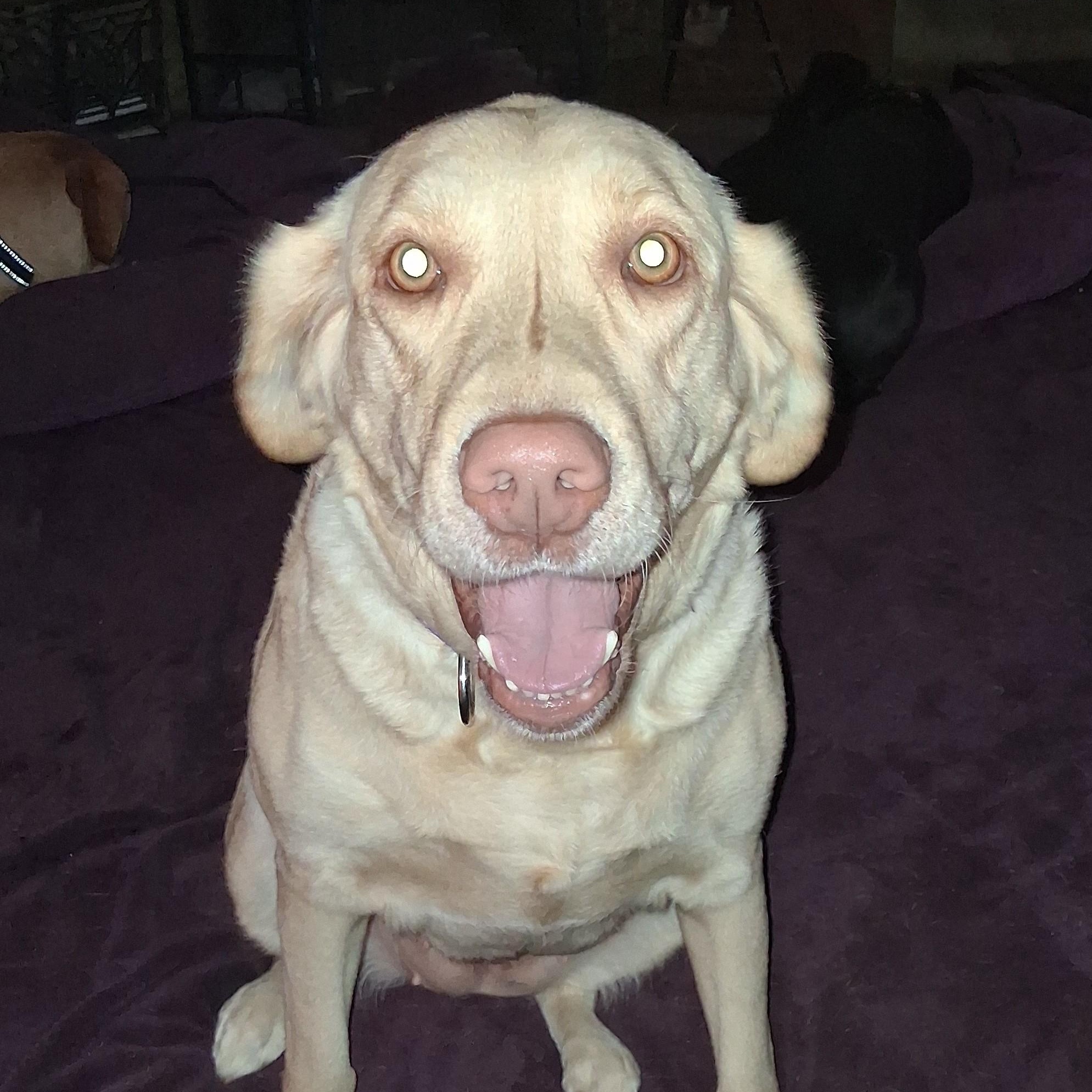 Enlarge Marlene, an adoptable Yellow Labrador Retriever in North Jackson, OH image 6/6