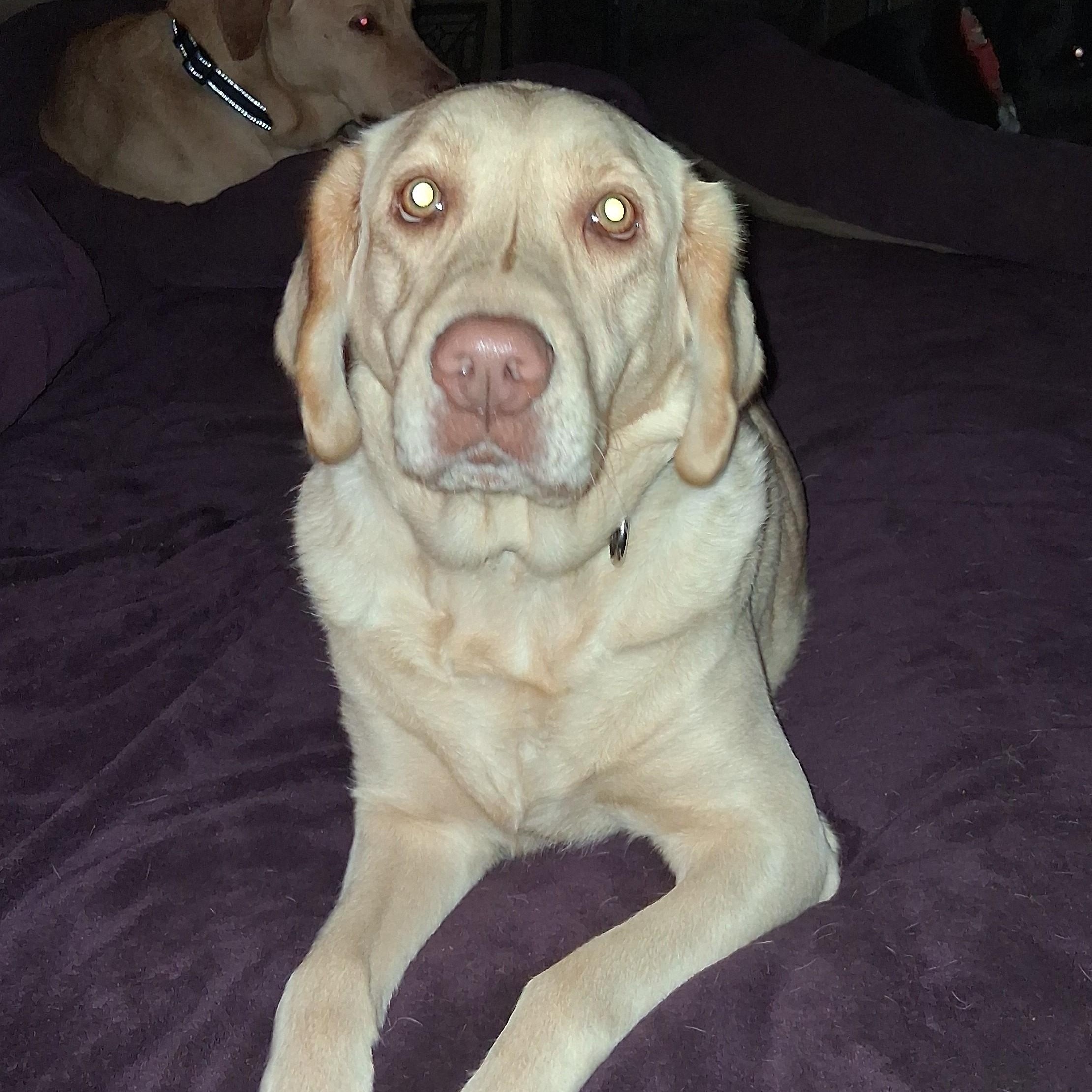 Enlarge Marlene, an adoptable Yellow Labrador Retriever in North Jackson, OH image 4/6