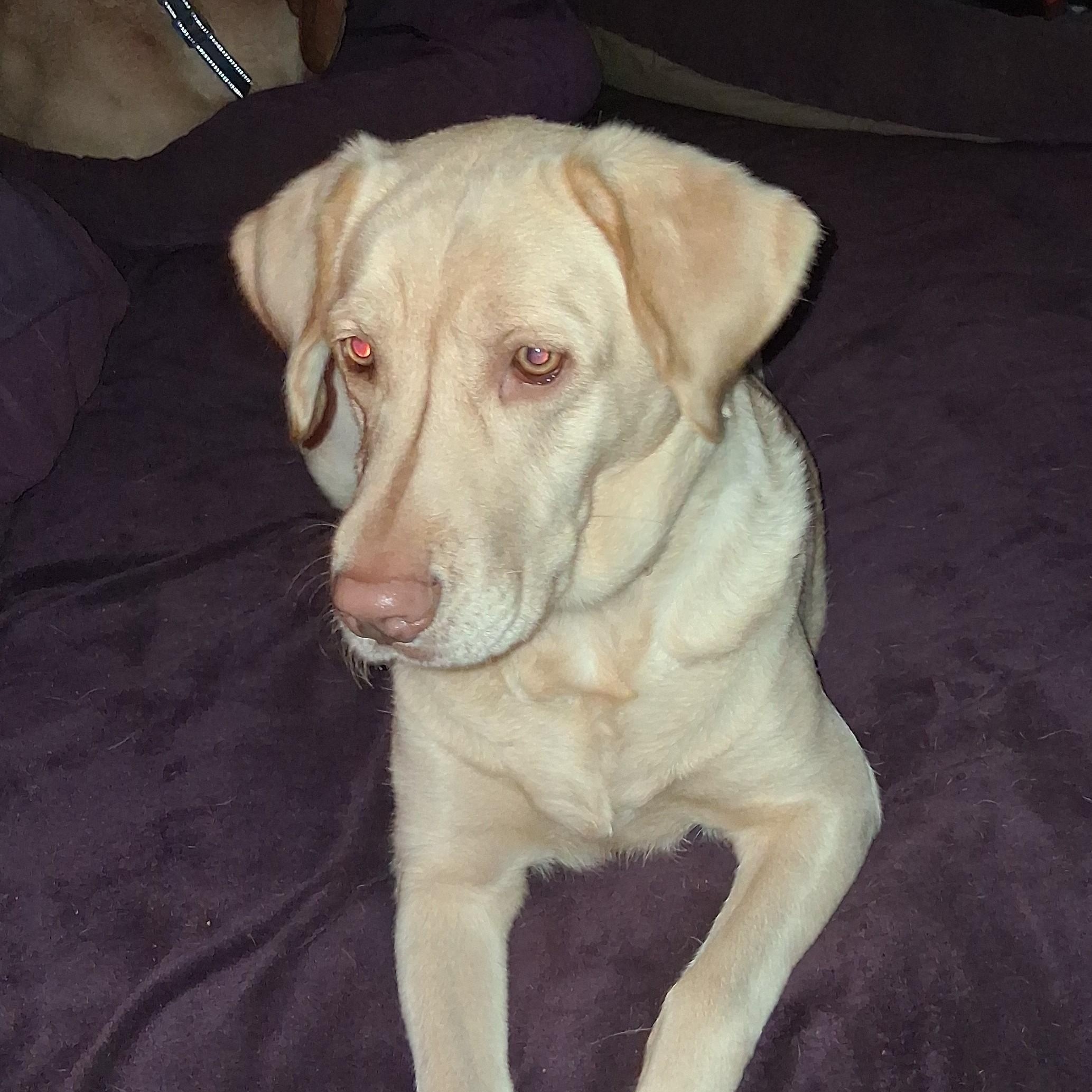 Enlarge Marlene, an adoptable Yellow Labrador Retriever in North Jackson, OH image 5/6