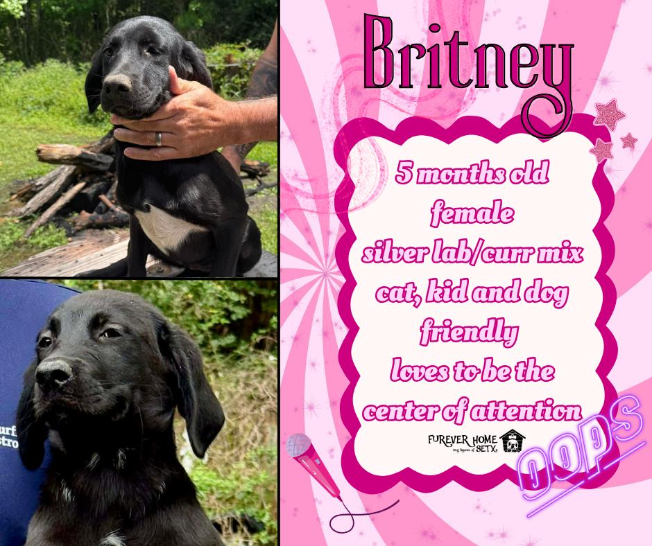 Enlarge Britney, a Adoptable mixed breed in Aulac, NB image 1/1