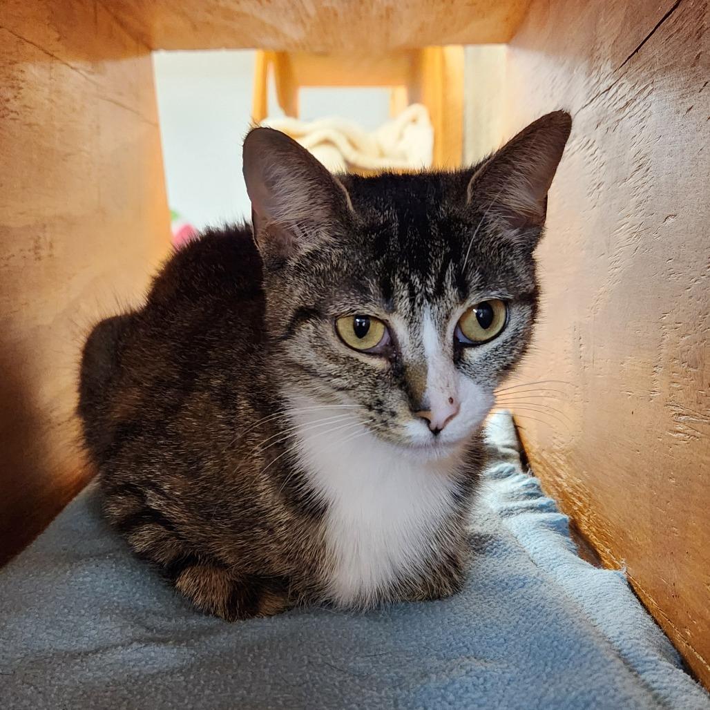 Mari, a Adoptable Domestic Short Hair in Delaware, OH image 1/3