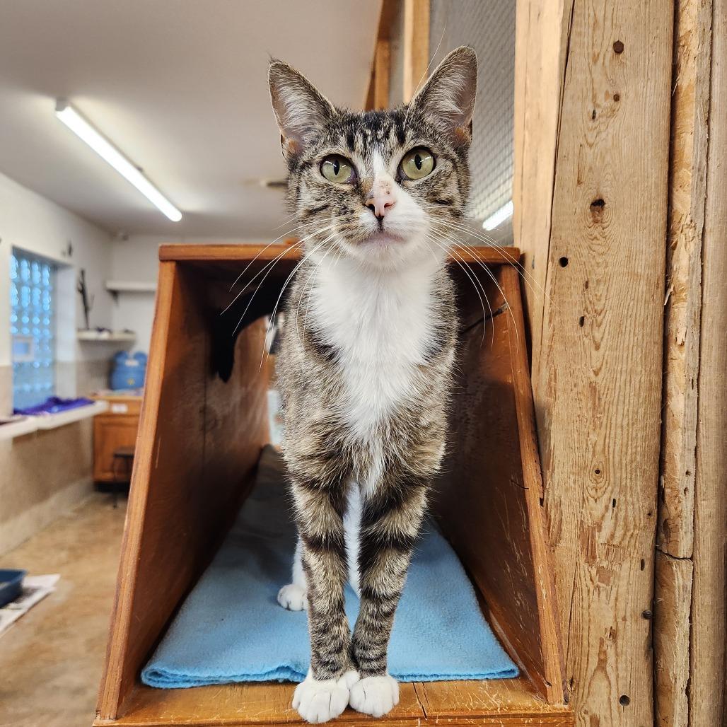 Mari, a Adoptable Domestic Short Hair in Delaware, OH image 2/3