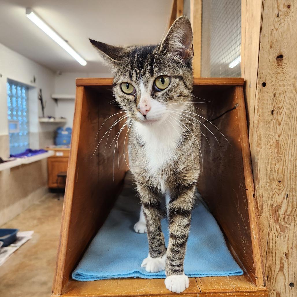 Mari, a Adoptable Domestic Short Hair in Delaware, OH image 3/3