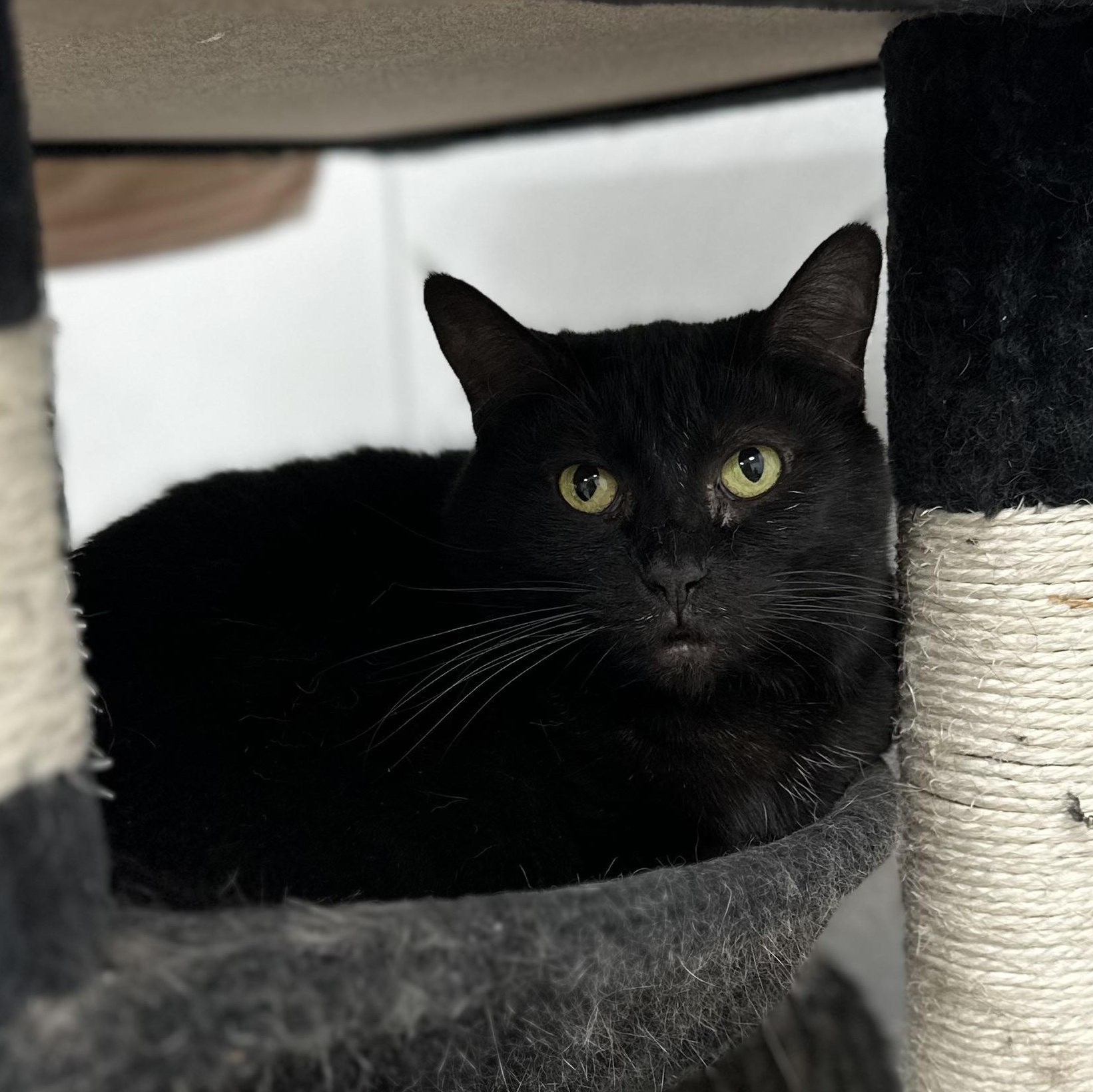 Annabelle, Adult Female unknown