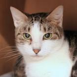 Fritzie, ADOPTABLE, Adult Female Domestic Short Hair.