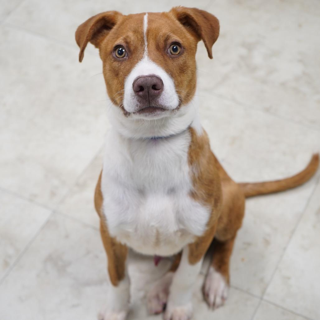 GingerBread — thumbnail 2