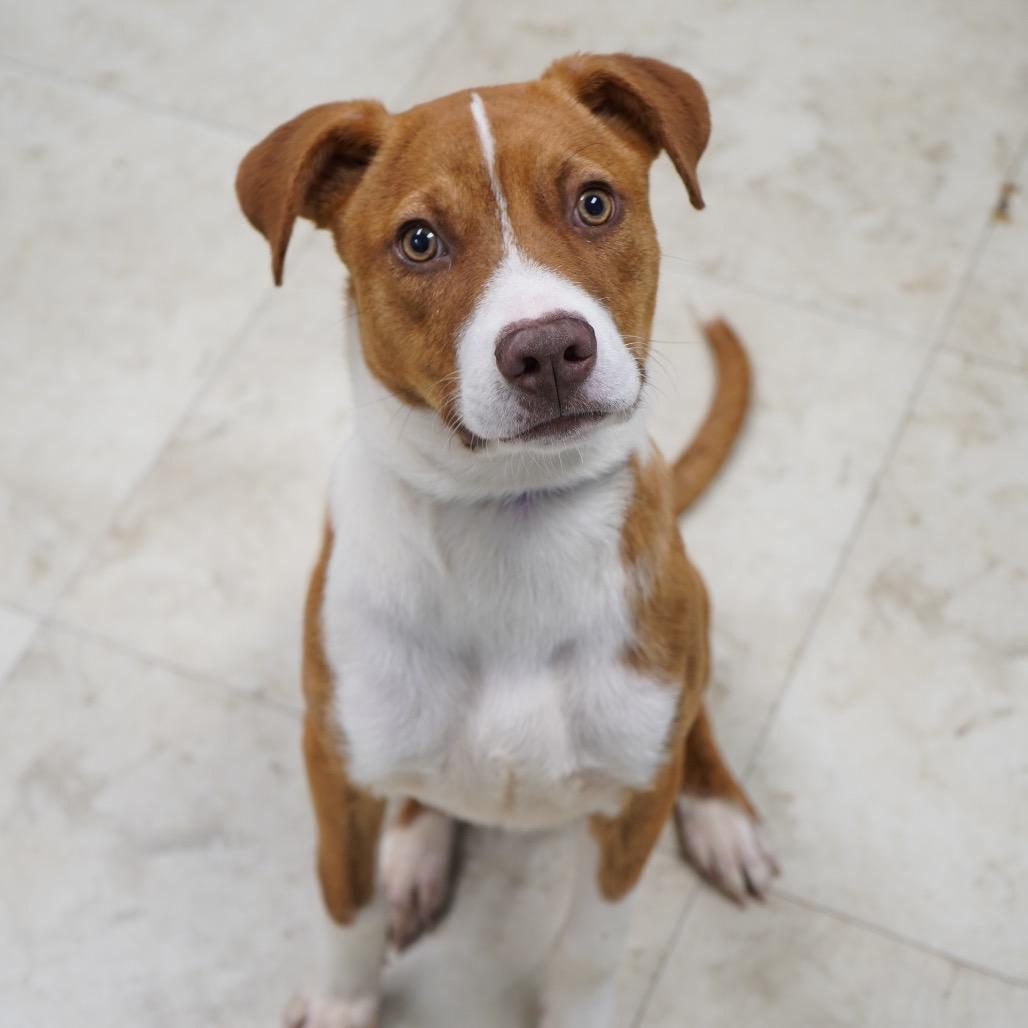 GingerBread — thumbnail 3