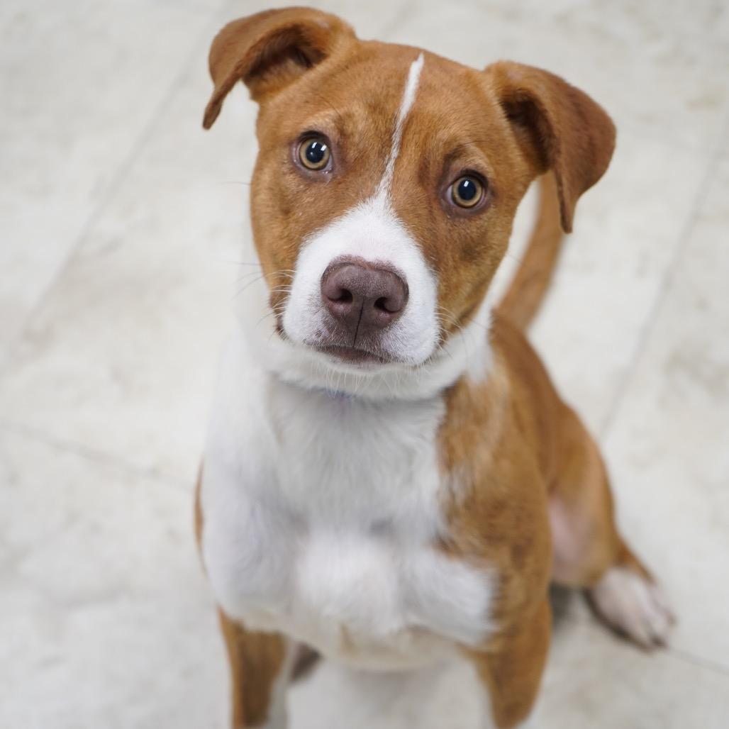 GingerBread — thumbnail 5