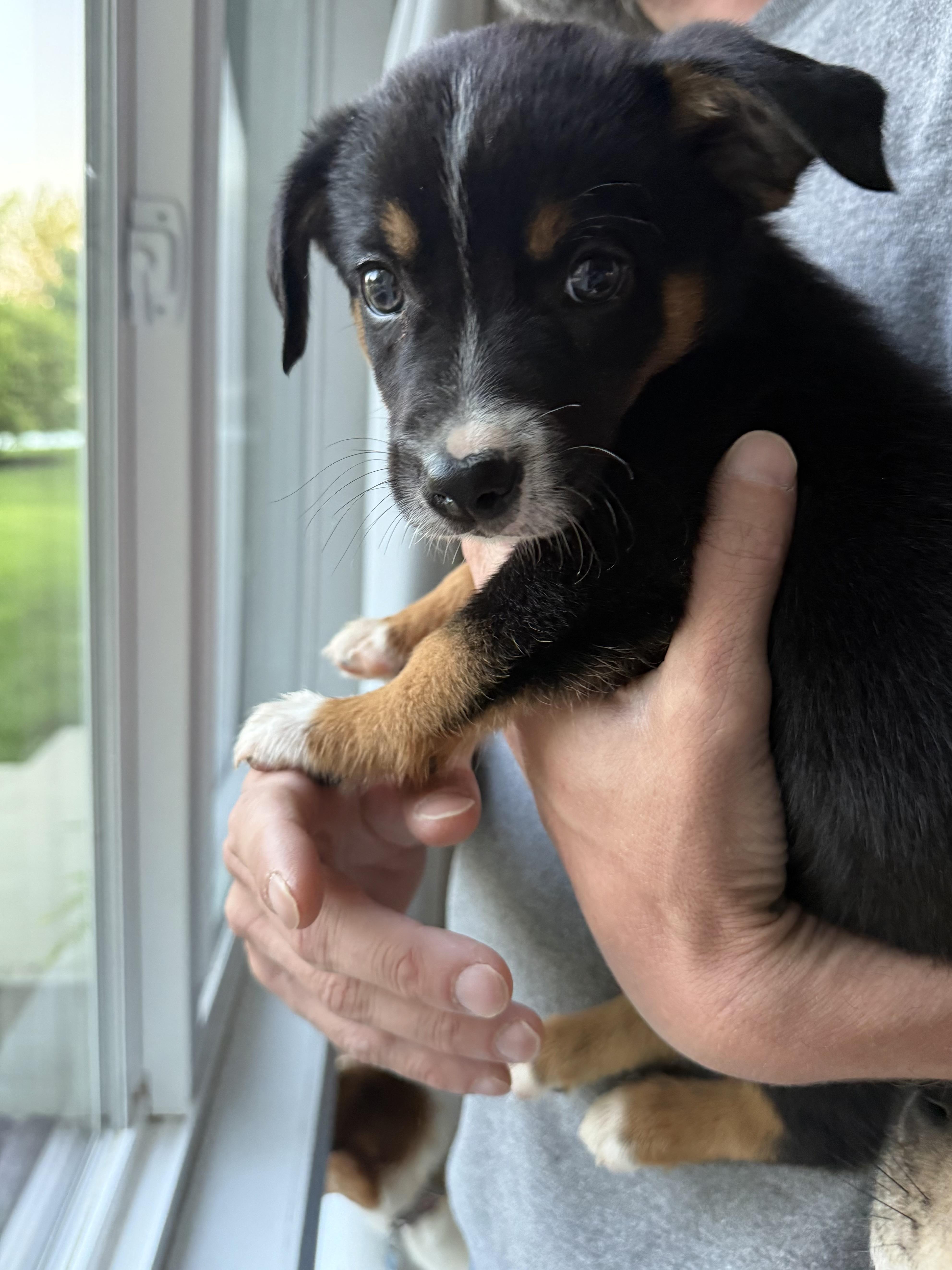 Roscoe - Pup B White, Adoptable, Puppy Male Rough Collie & Beagle.