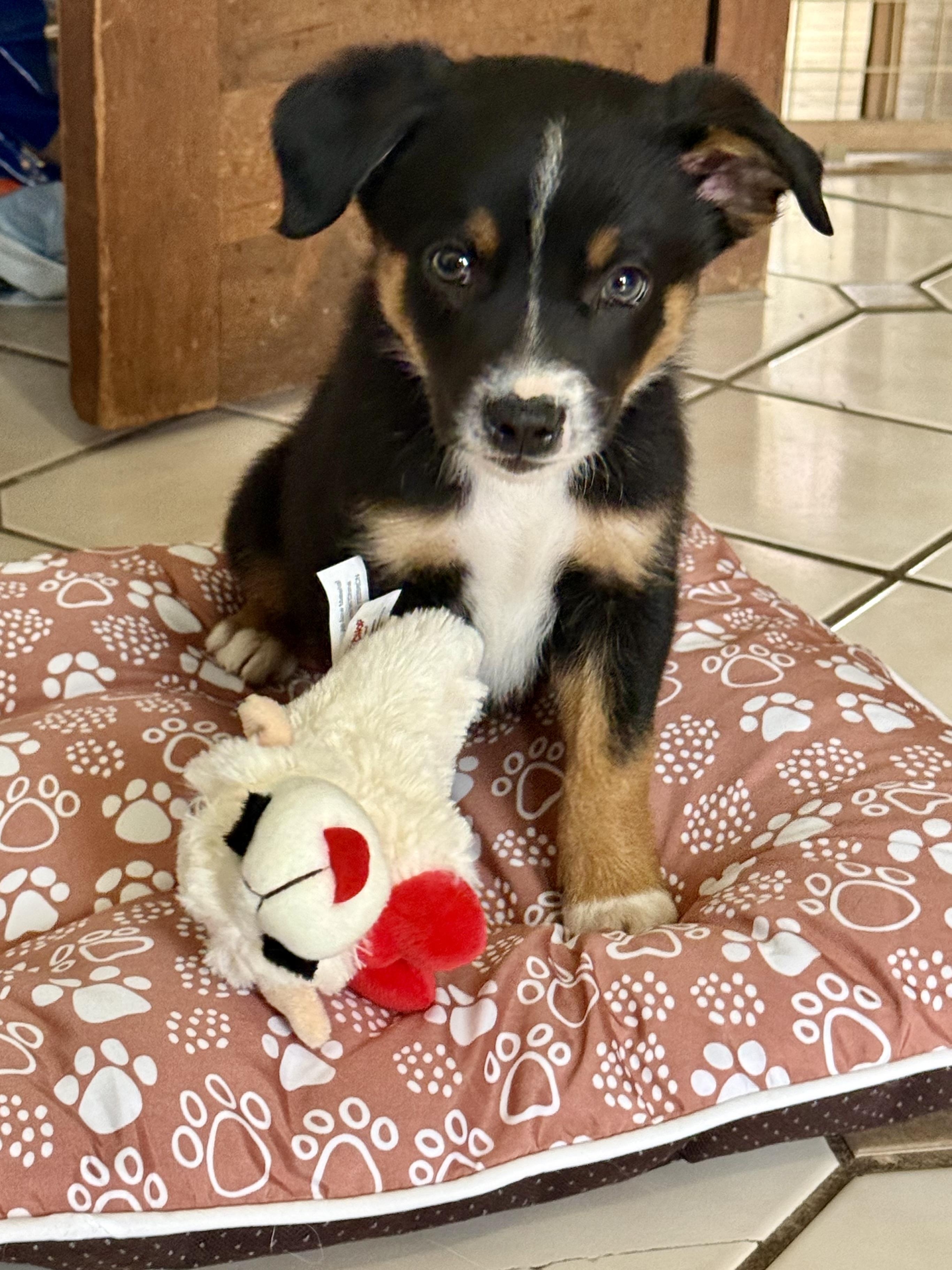 Roscoe - Pup B White, a Adoptable mixed breed in Mexico, MO image 3/3