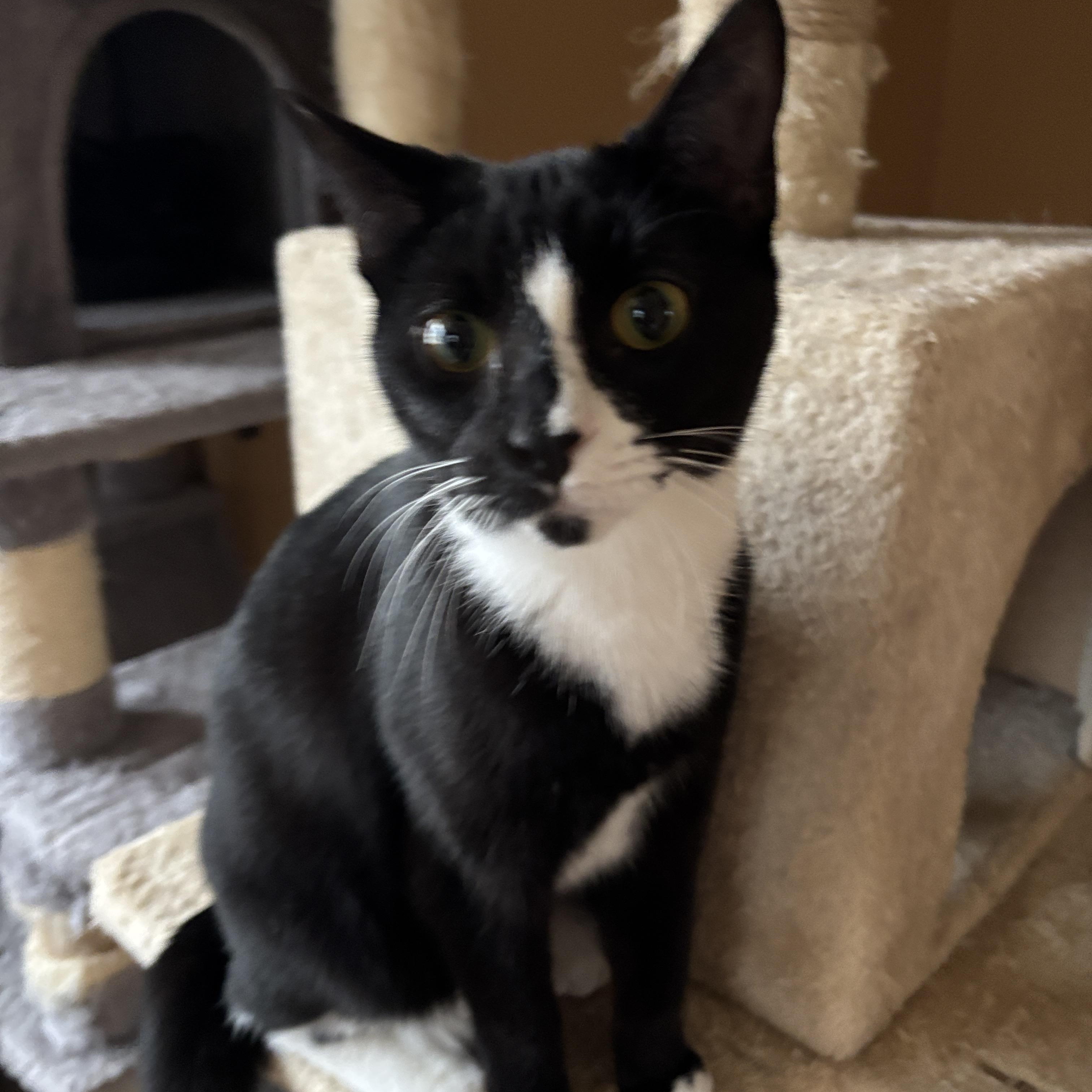 Brassi, a ADOPTABLE Tuxedo in Melrose, MA image 1/2