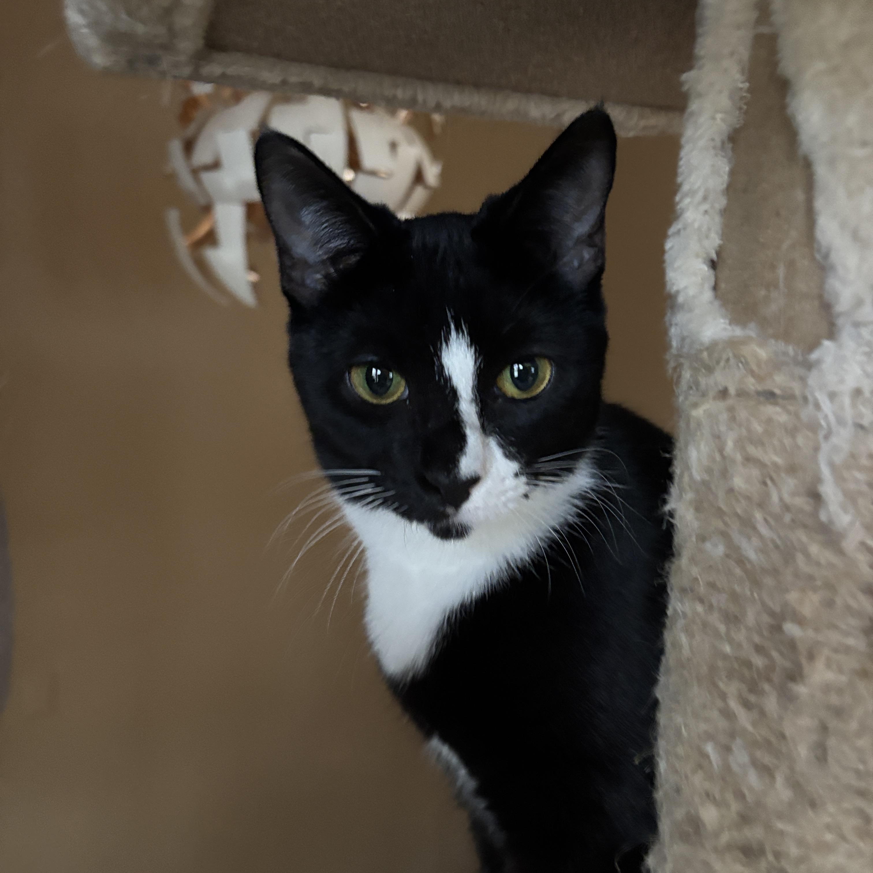 Brassi, a ADOPTABLE Tuxedo in Melrose, MA image 2/2