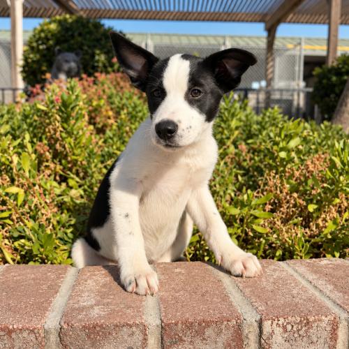 Magpie, Adoptable, Puppy Female Black Labrador Retriever & Cattle Dog.