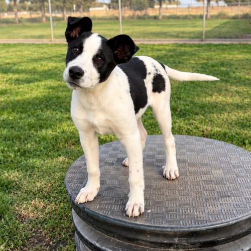 Enlarge Magpie, a Adoptable mixed breed in Lathrop, CA image 2/2