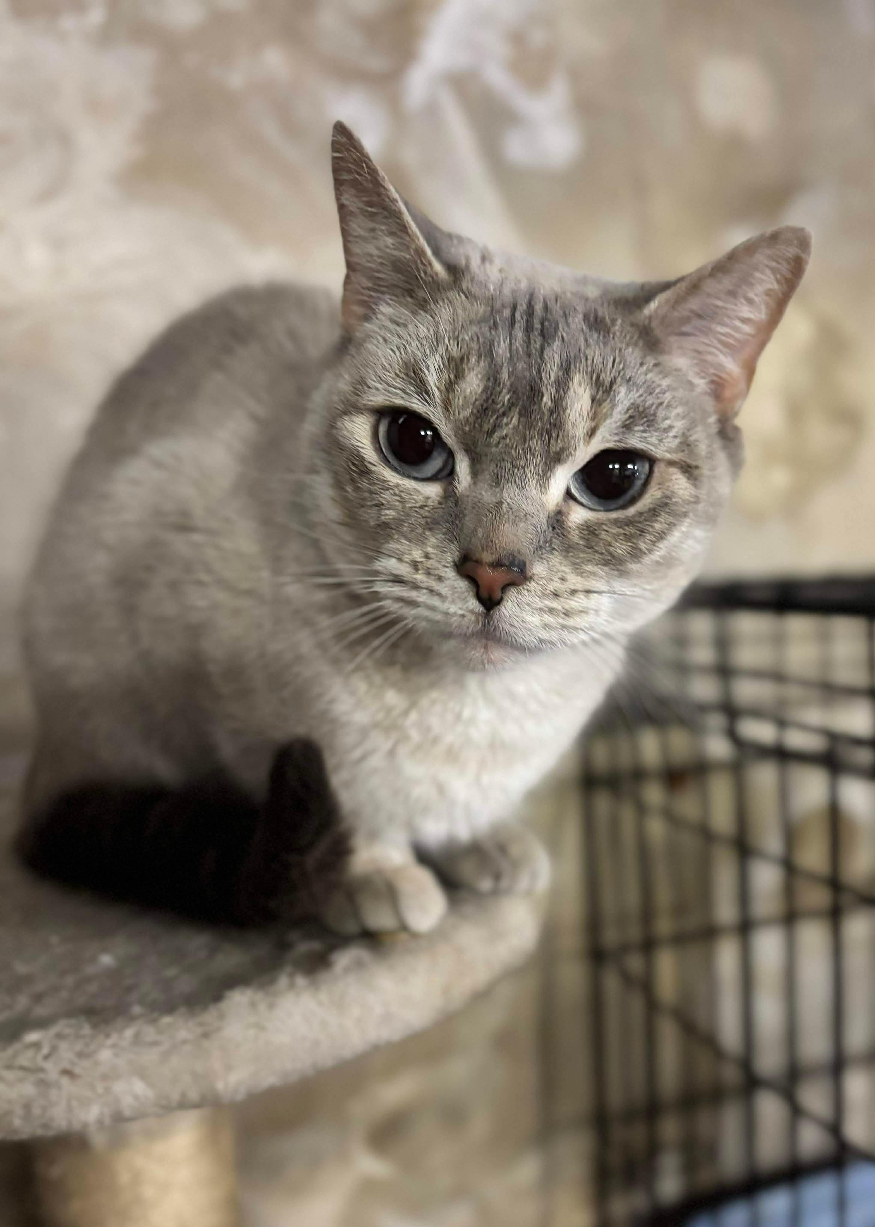 Sweet Pea thumbnail 2