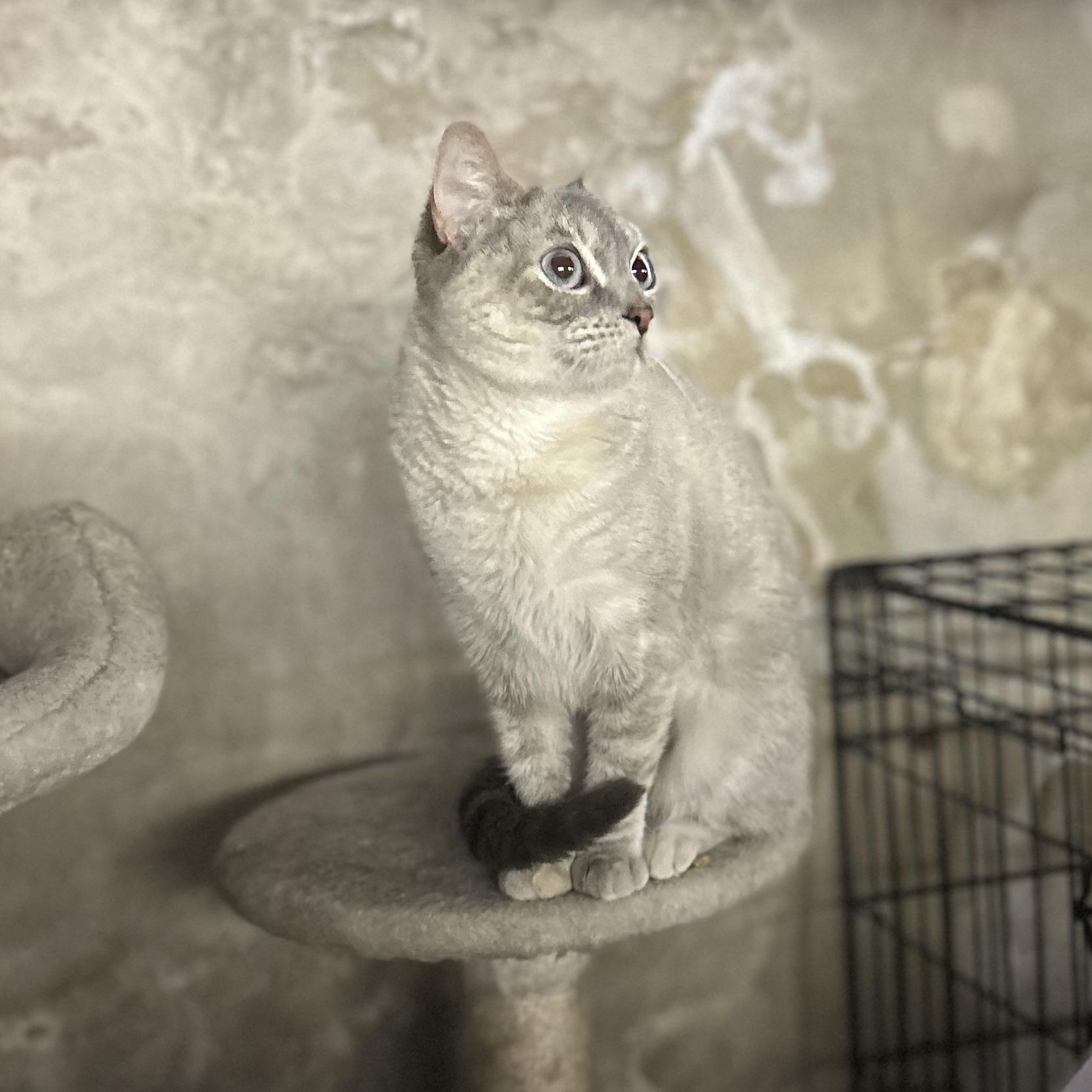 Sweet Pea thumbnail 3