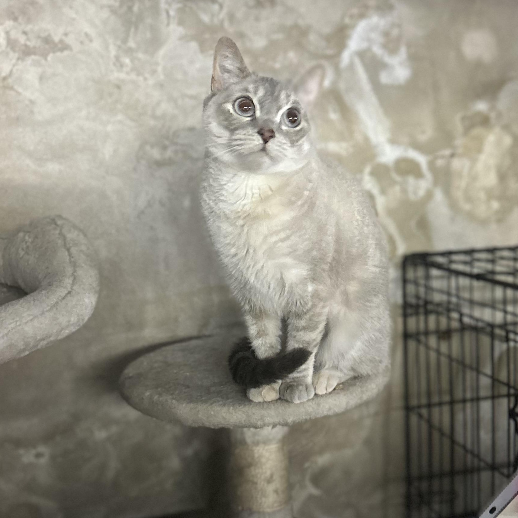 Sweet Pea thumbnail 4