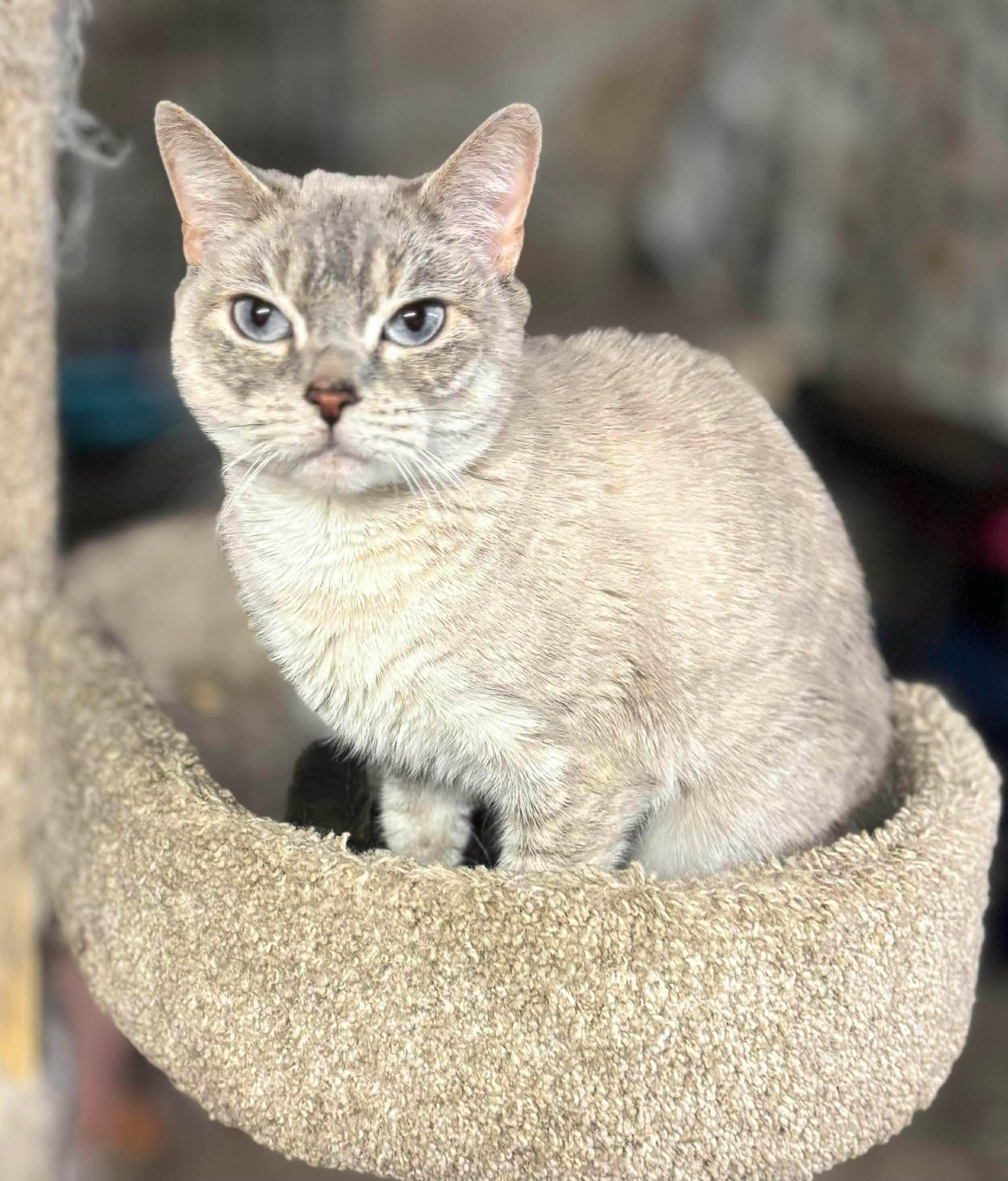 Sweet Pea thumbnail 5