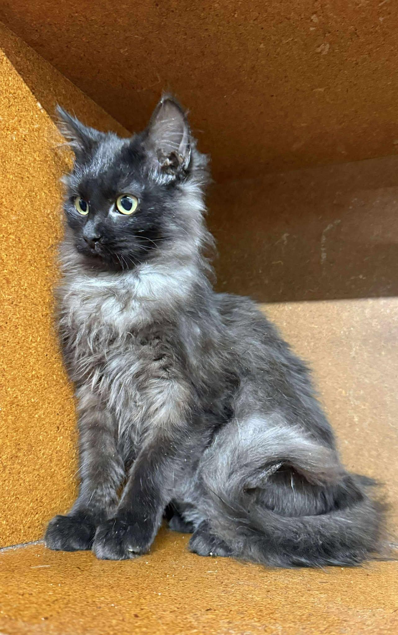 Photo of Young Female Domestic Long Hair Black