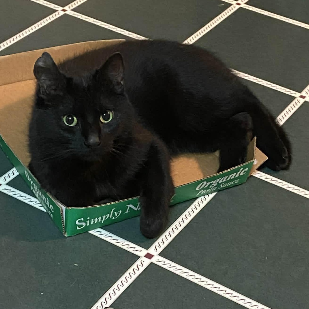 Enlarge Flip - A Playful Charmer, a ADOPTABLE Domestic Short Hair in Hamilton, ON image 2/6