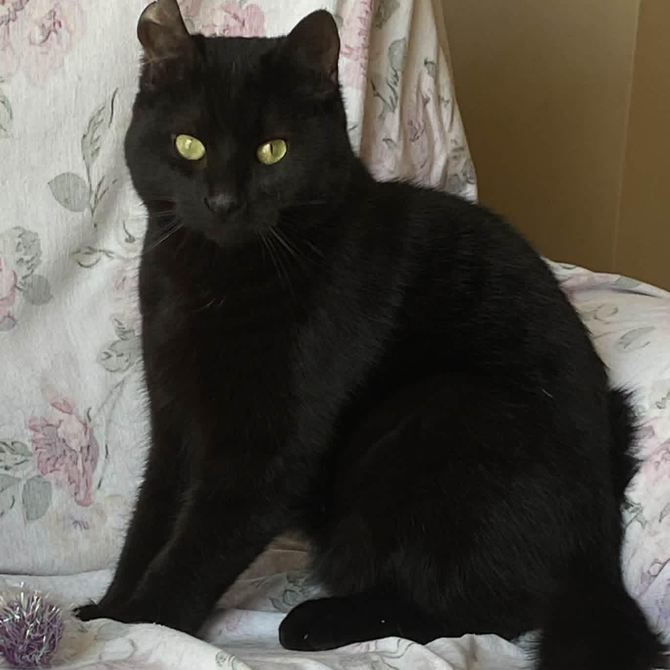 Enlarge Flip - A Playful Charmer, a ADOPTABLE Domestic Short Hair in Hamilton, ON image 5/6