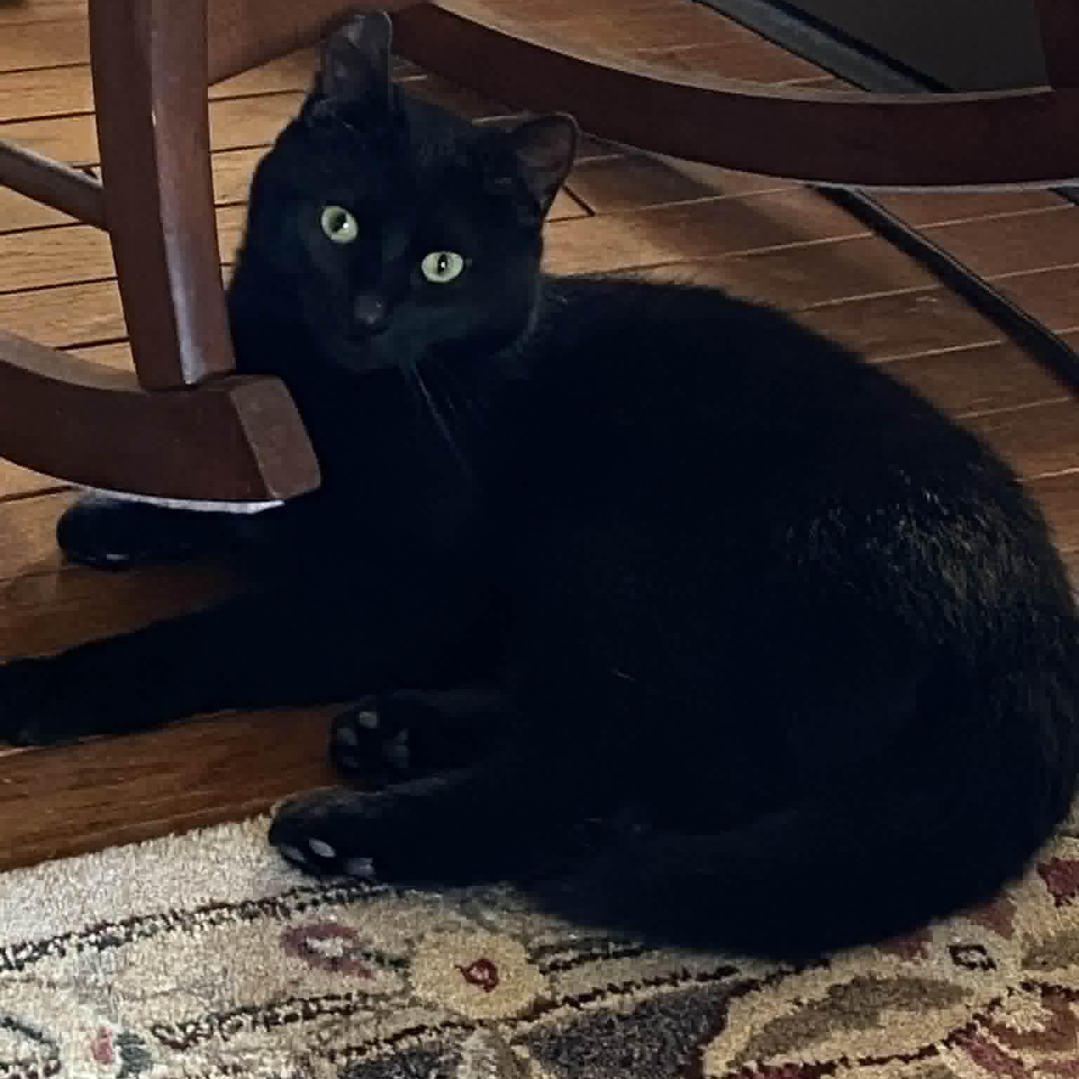 Enlarge Flip - A Playful Charmer, a ADOPTABLE Domestic Short Hair in Hamilton, ON image 4/6