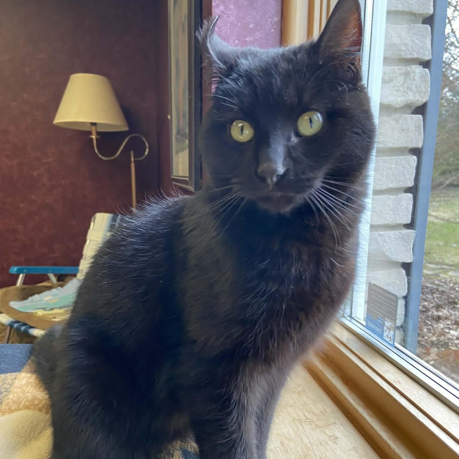 Enlarge Flip - A Playful Charmer, a ADOPTABLE Domestic Short Hair in Hamilton, ON image 1/6