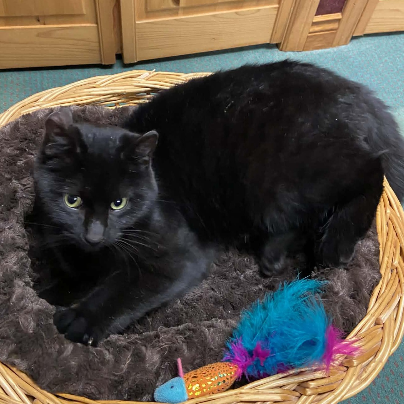 Enlarge Flip - A Playful Charmer, a ADOPTABLE Domestic Short Hair in Hamilton, ON image 6/6