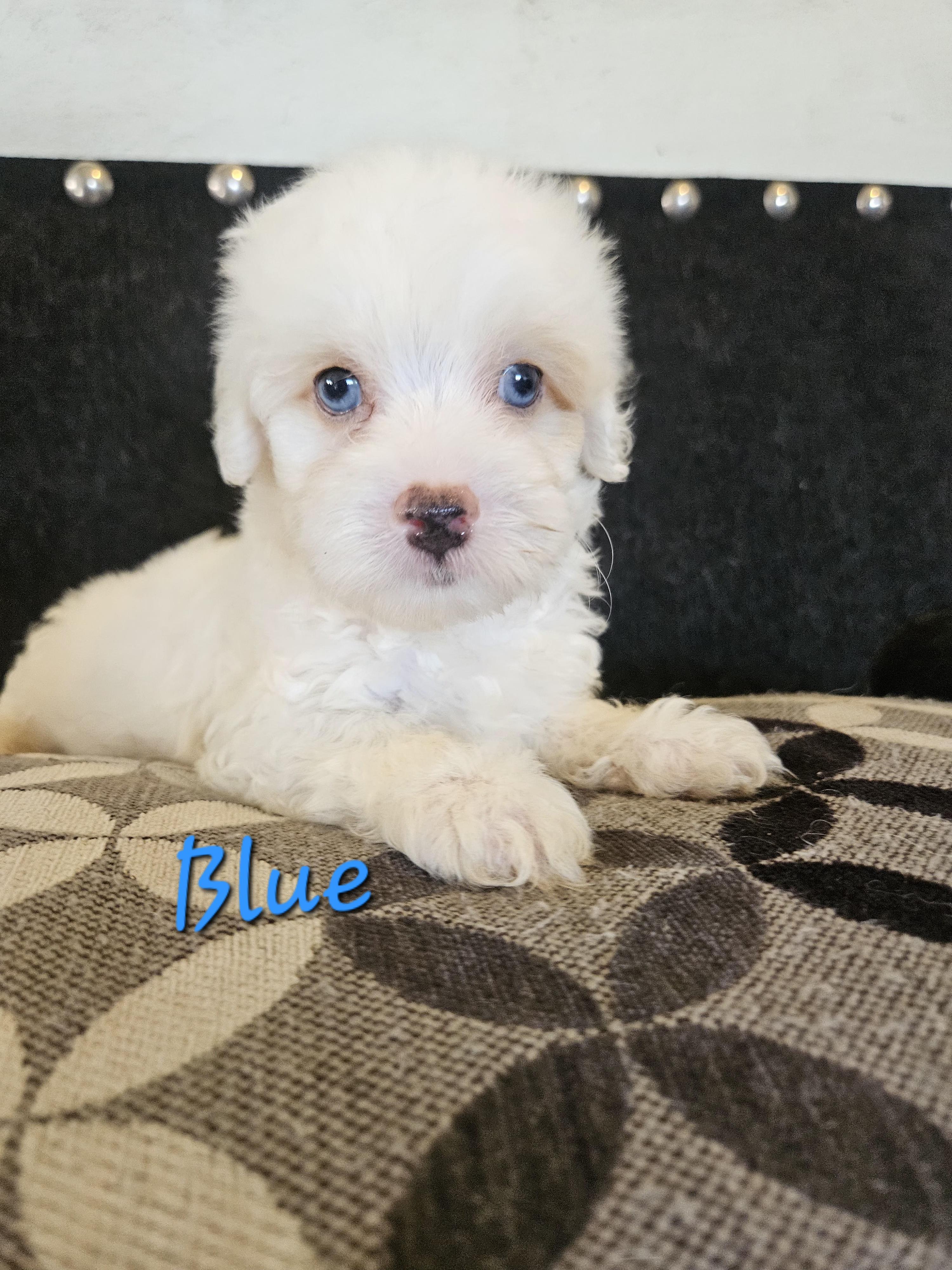 Blue thumbnail 2