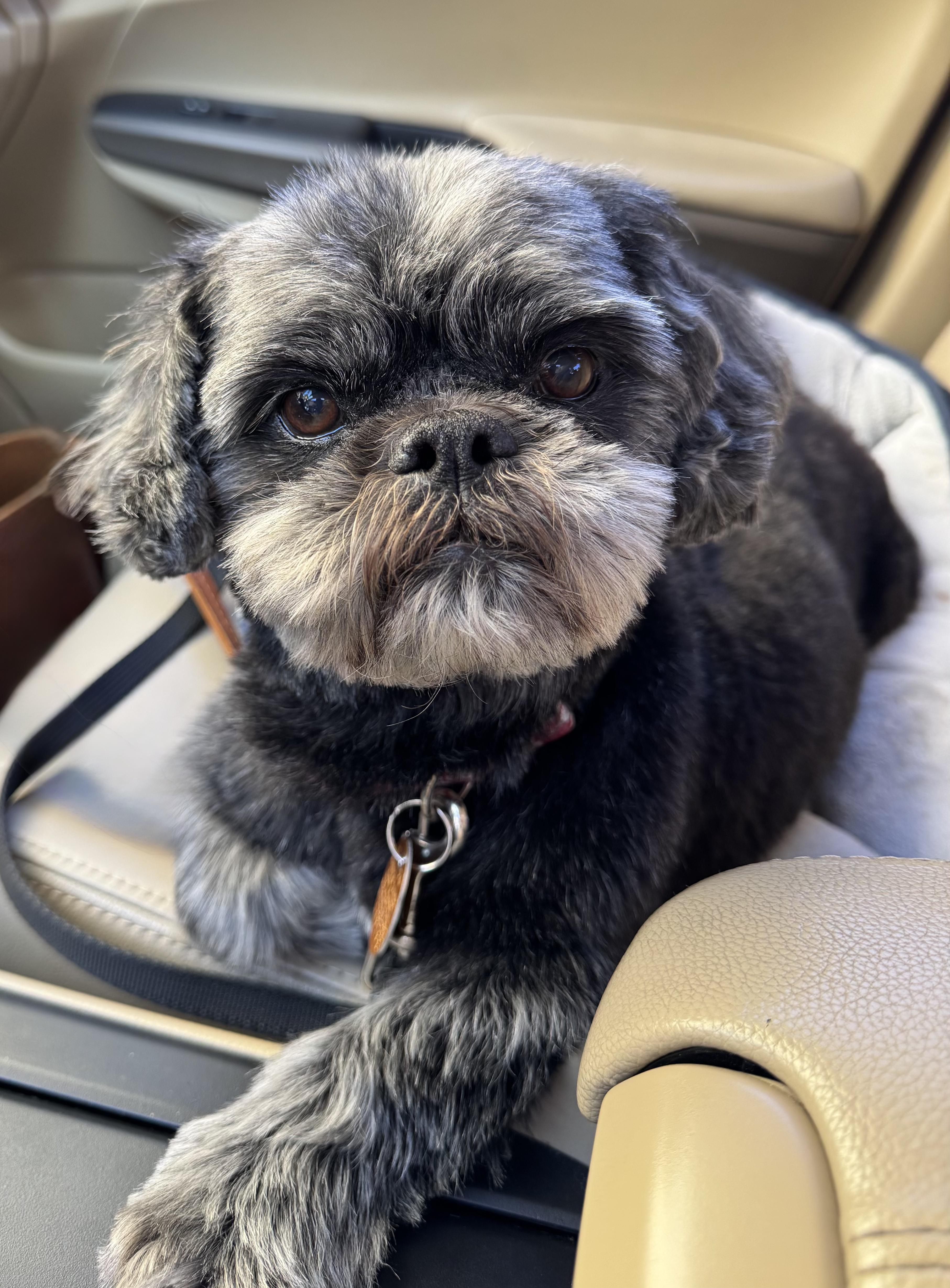 Tyrus Trooper, Adoptable, Adult Male Shih Tzu.